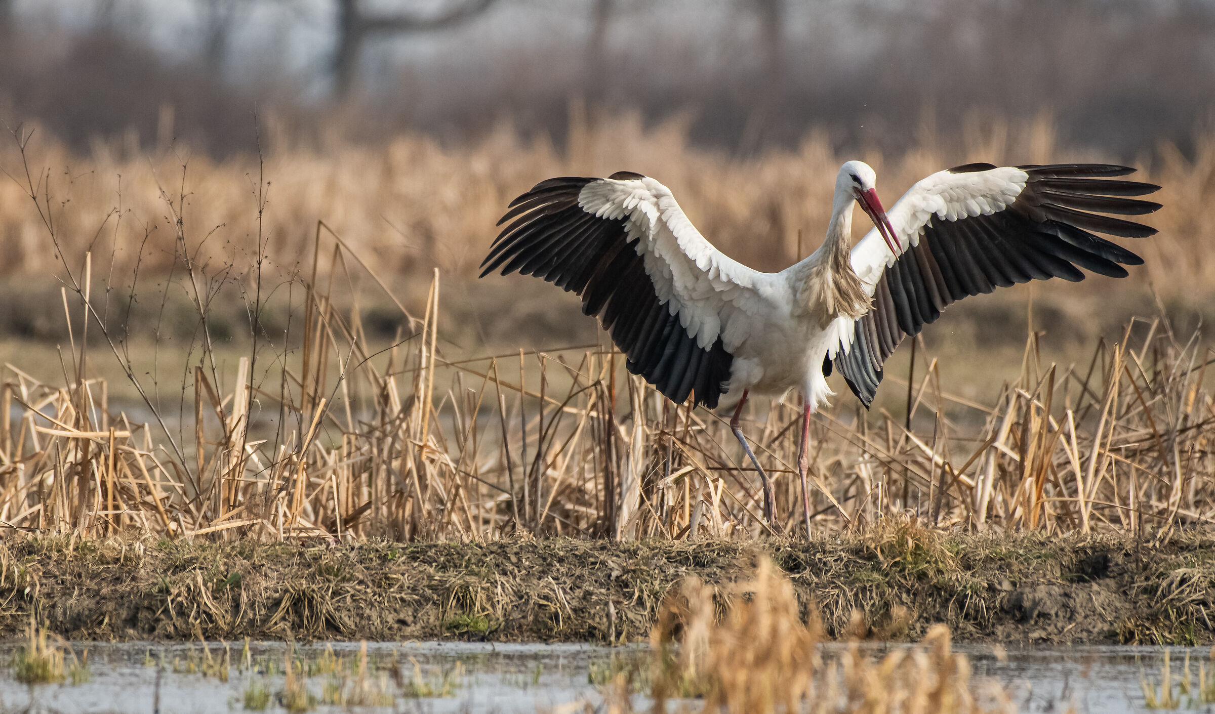 stork