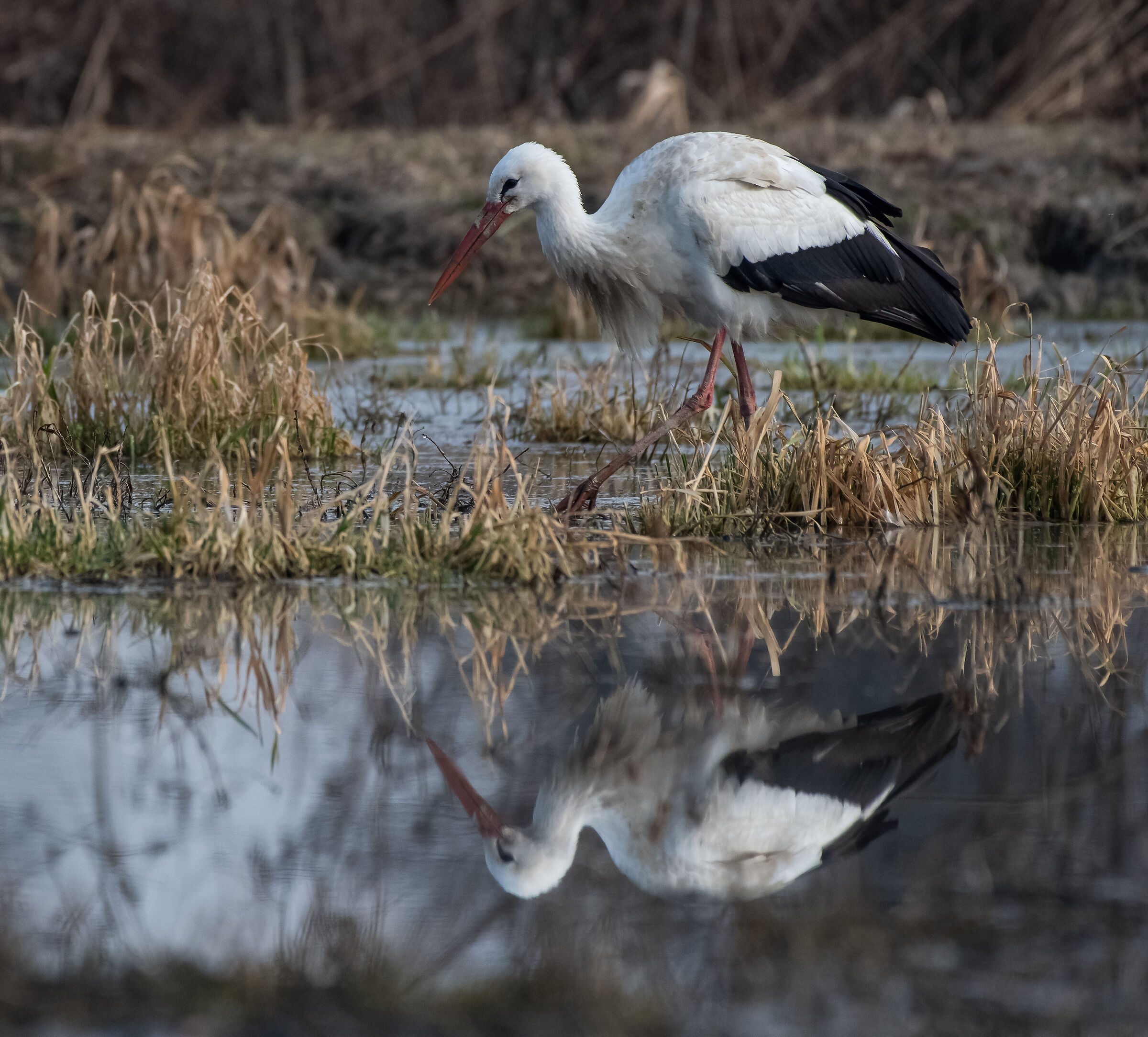 stork