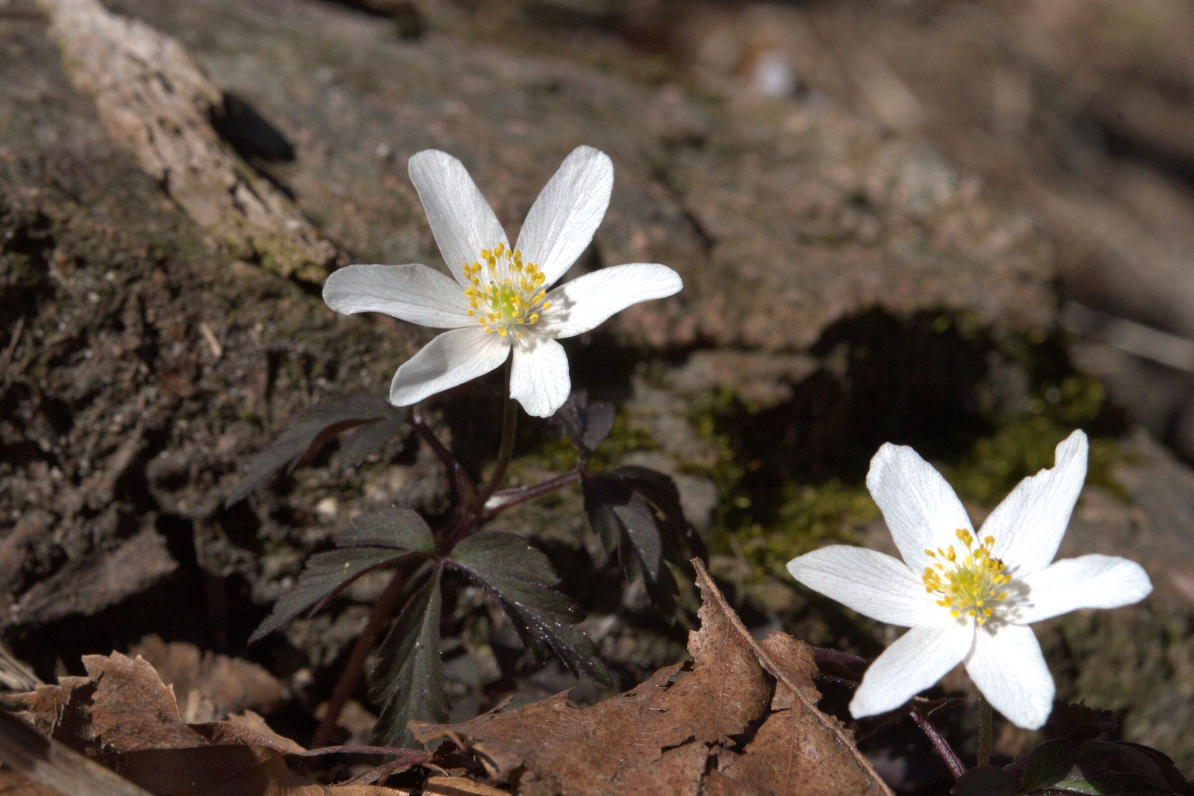 Anemones