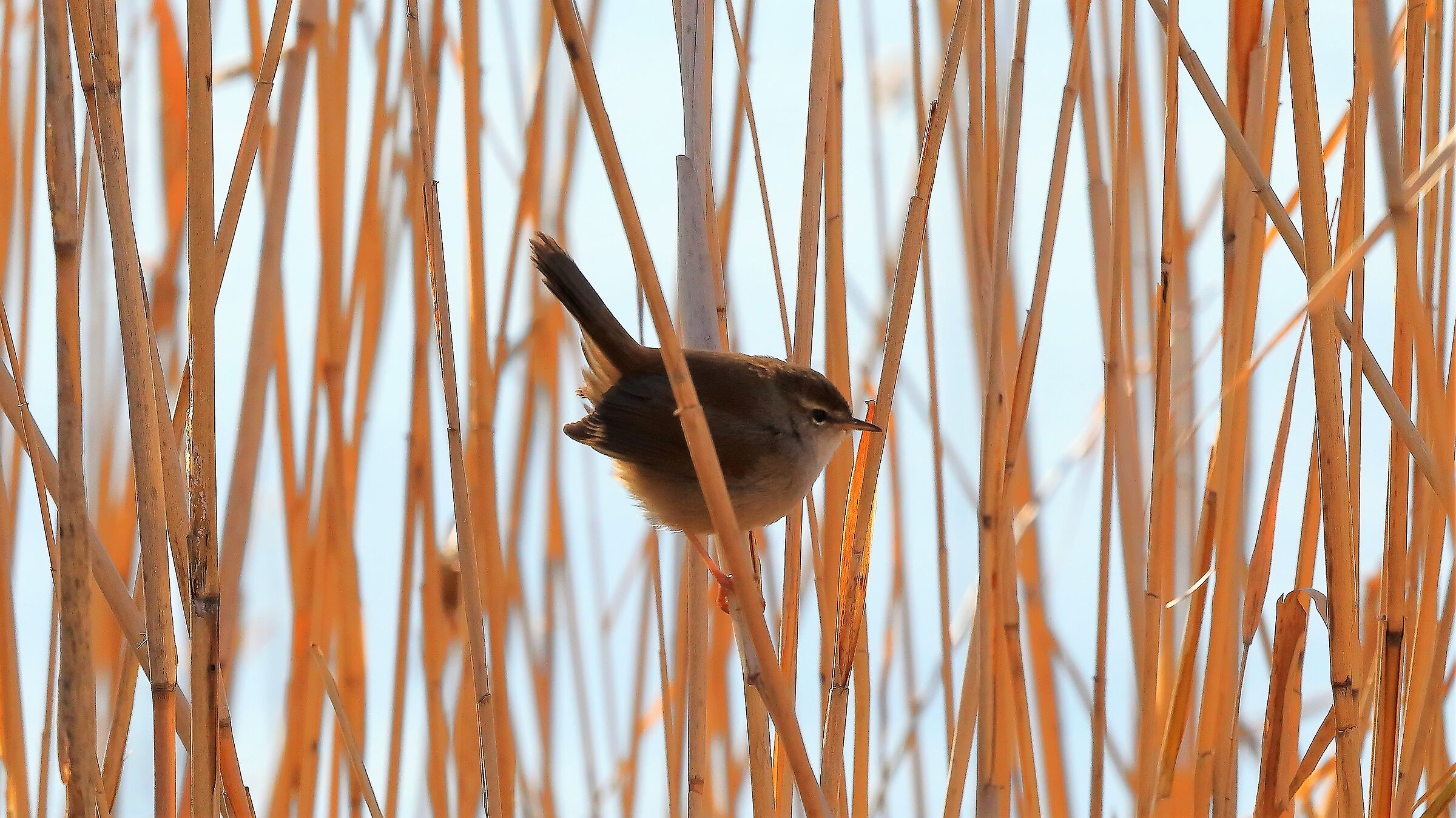 Usignolo di fiume 31 gennaio 2023