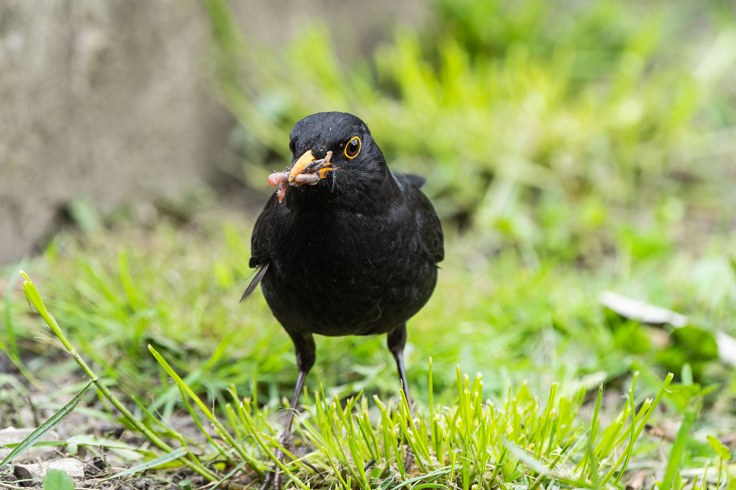 Blackbird with prey