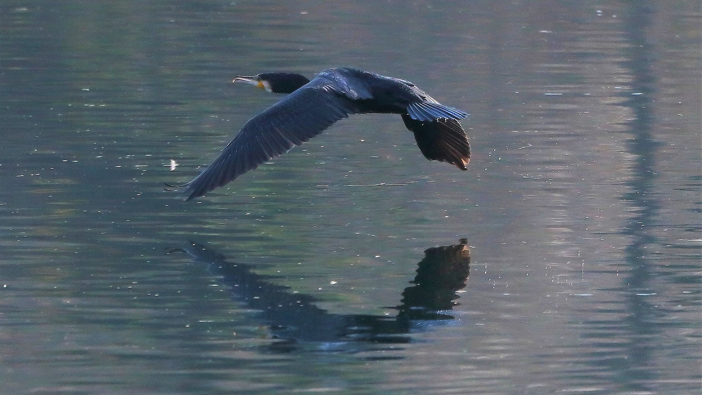 Cormorano 31 gennaio 2023