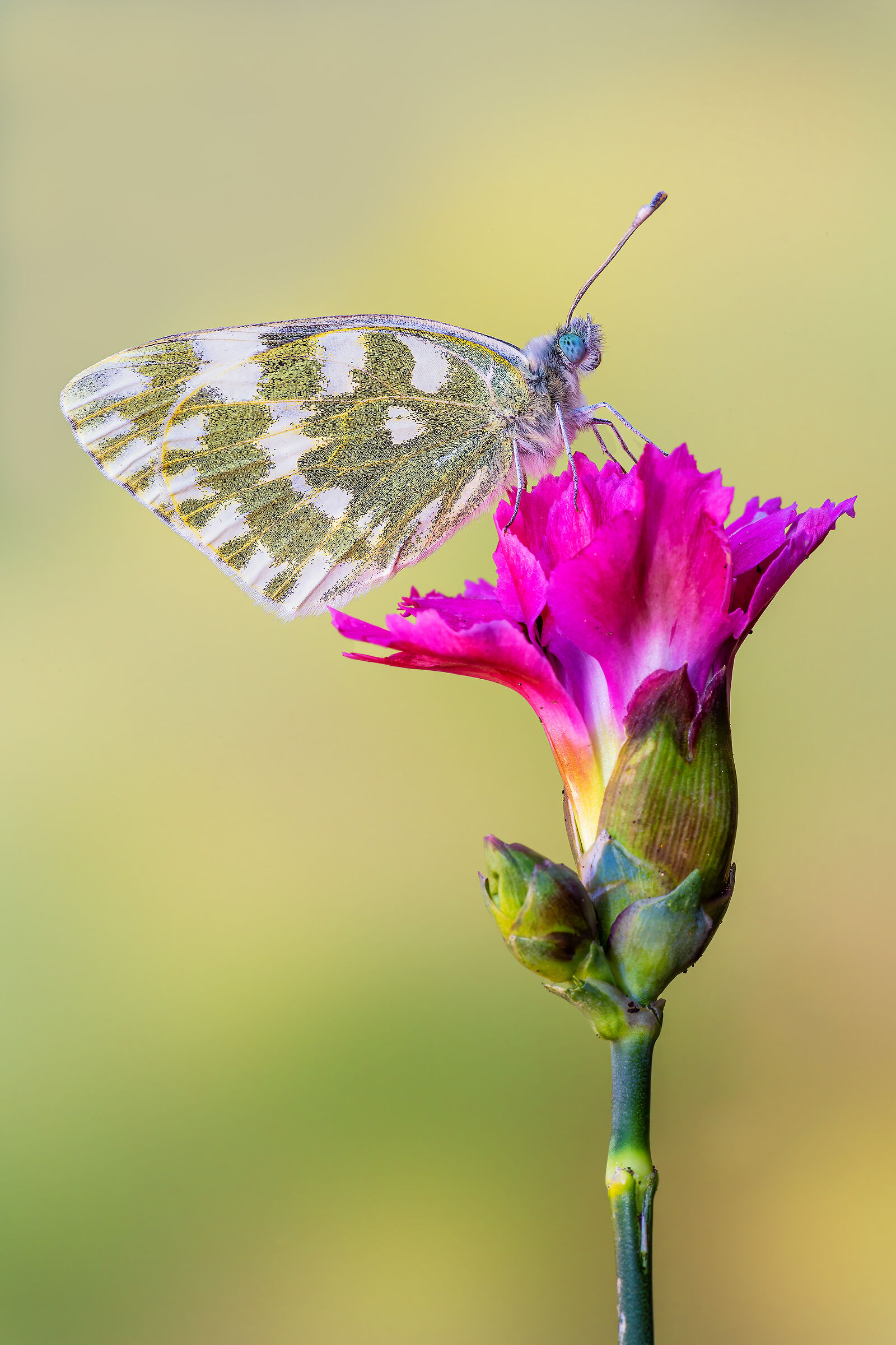 Pontia edusa