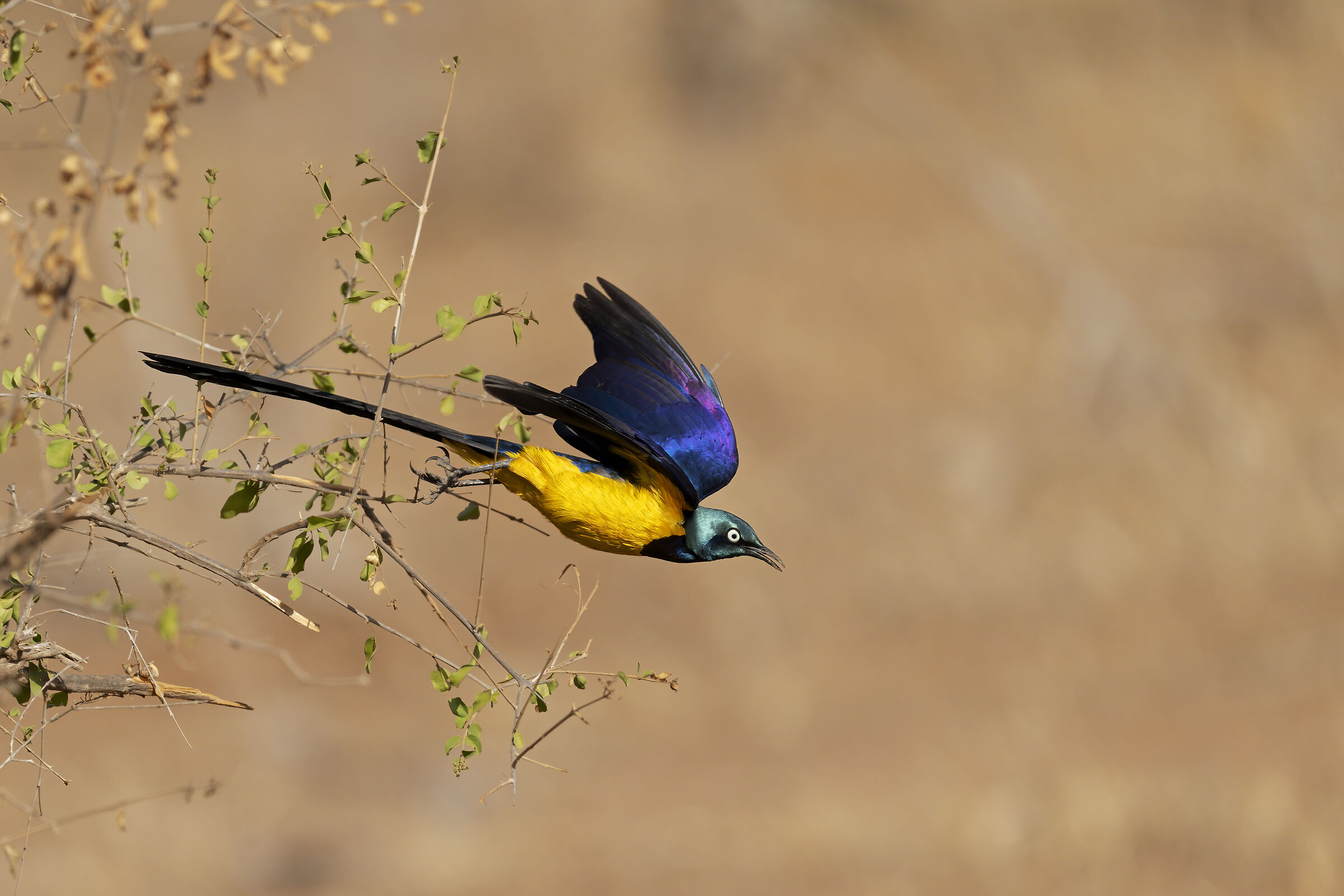 Storno dal pettodorato.