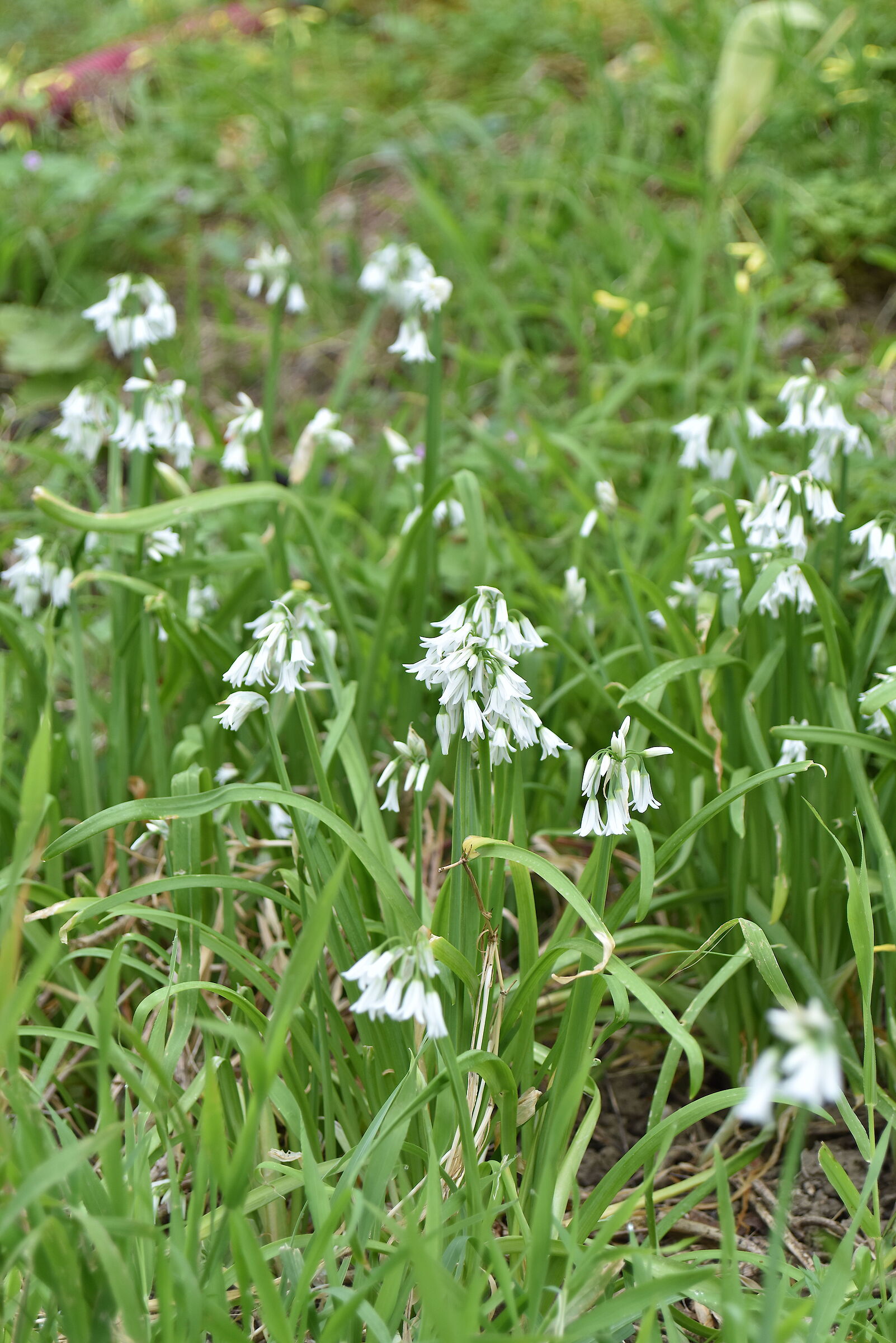 garlic triquetro (Allium triquetrum L.)