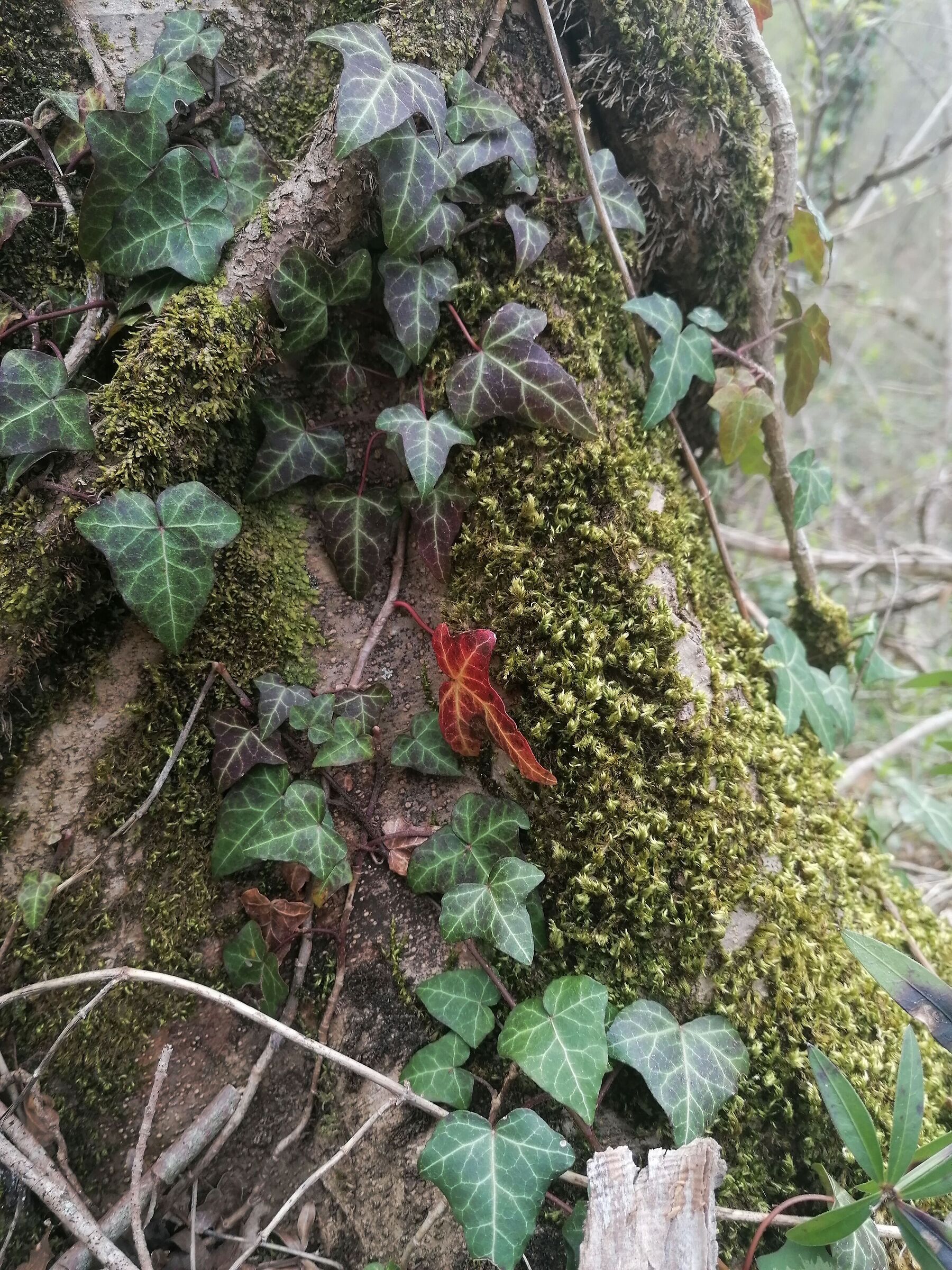 Distinguish themselves