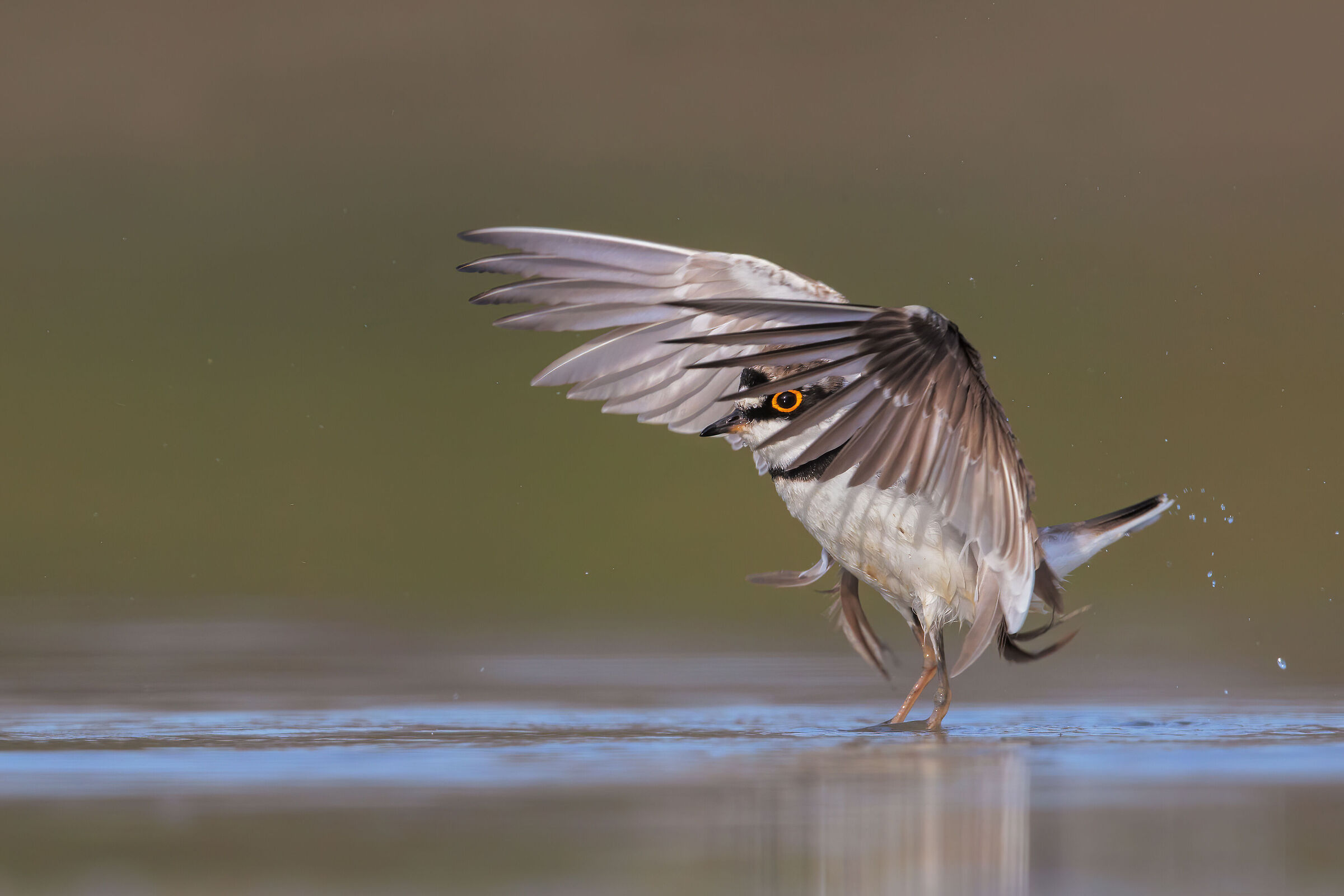 fly