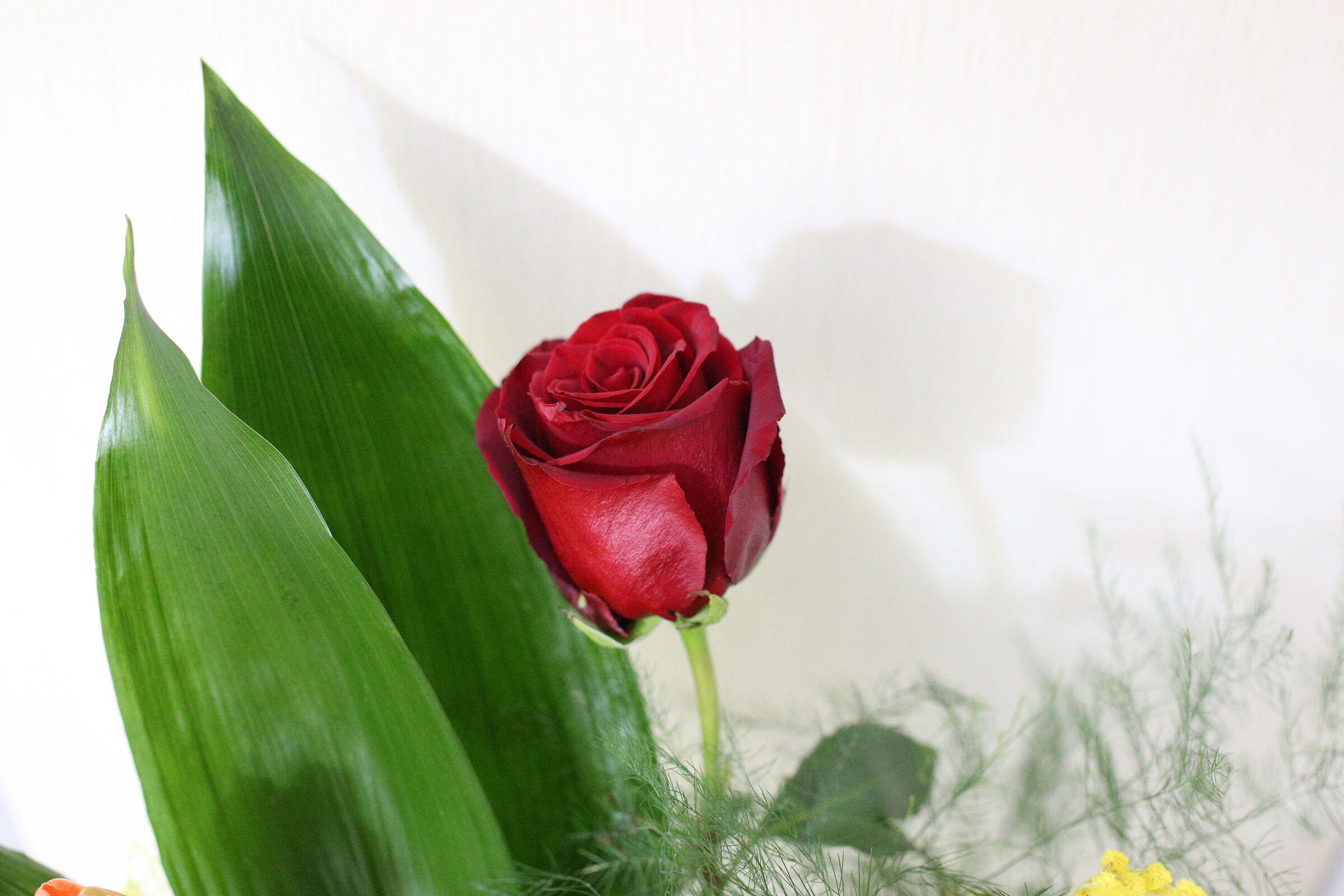 " ISO 12 Mila 800 ", Milvus Zeiss 50, 1.4 - Canon ...