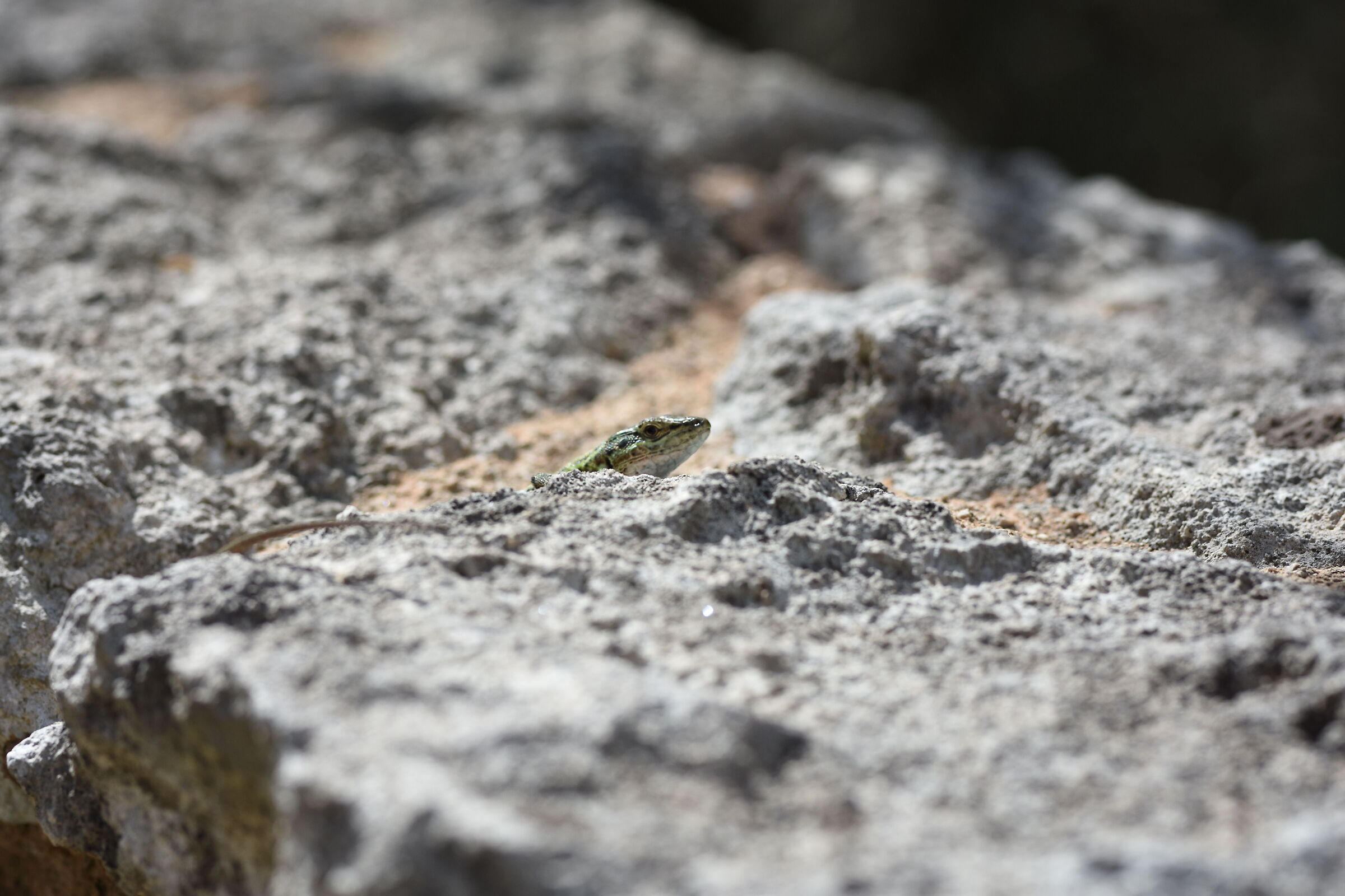 " Crop 127 " Sigma 85, 1.4 Art - Nikon D 7200