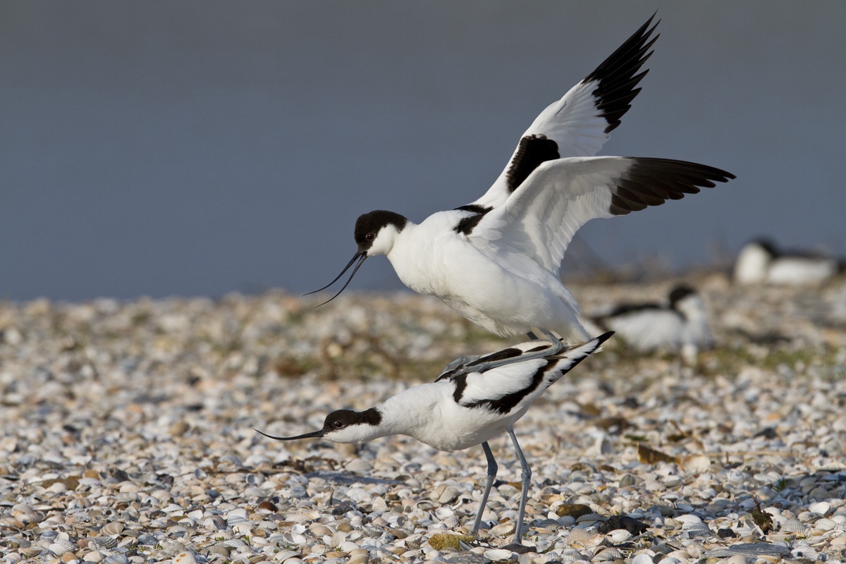 Avocette in coupling