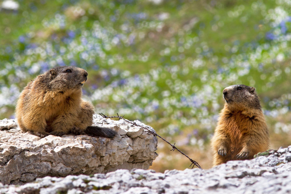 marmots and crocus ...