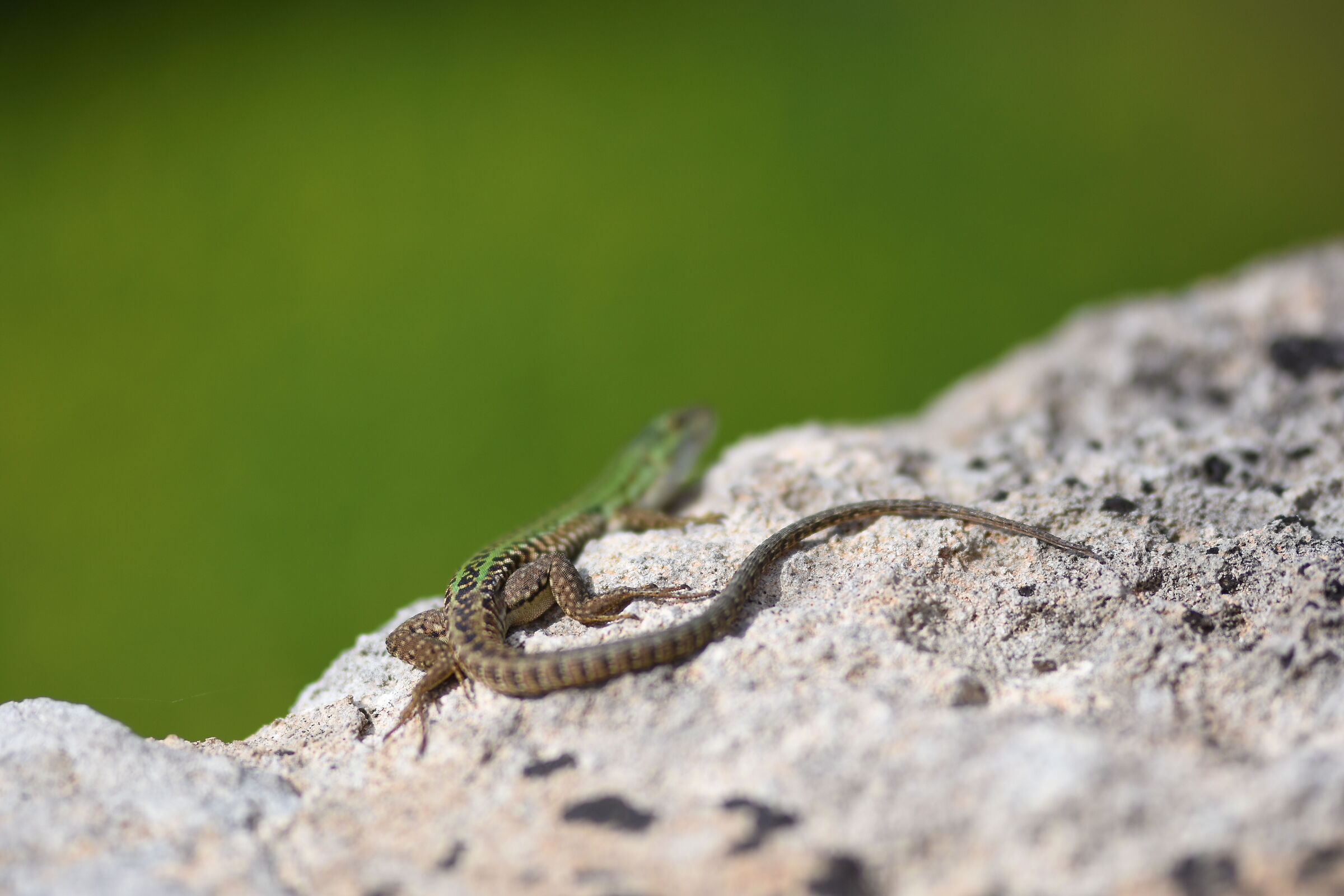 @ F. 1.4, " Fuoco Zampa dx "- Sigma 85, 1.4 Art- D...