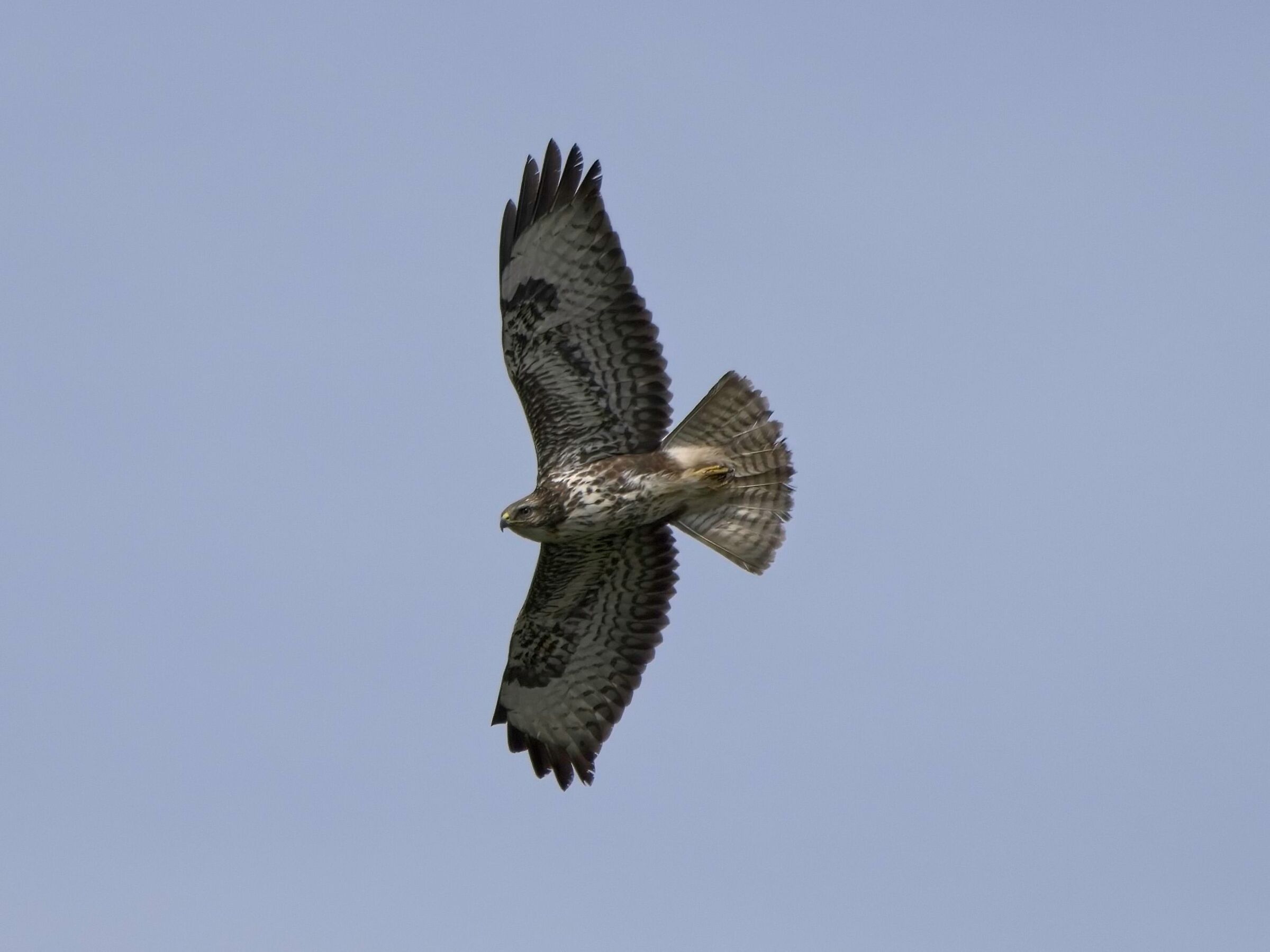 Buzzard