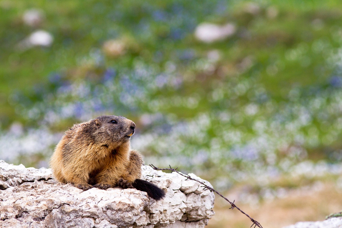 marmot and crocus ....