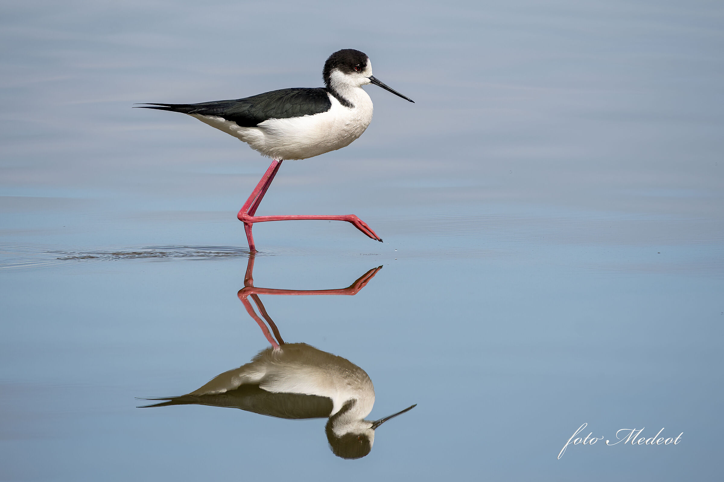 Riflessi di Cavaliere