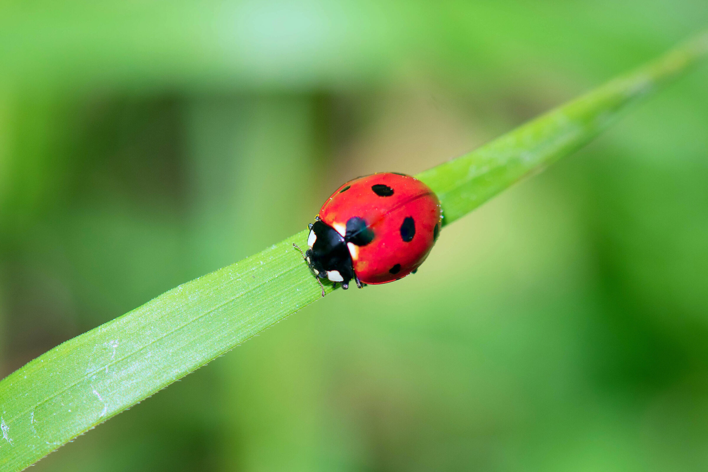 Stretta la foglia, larga la via ...