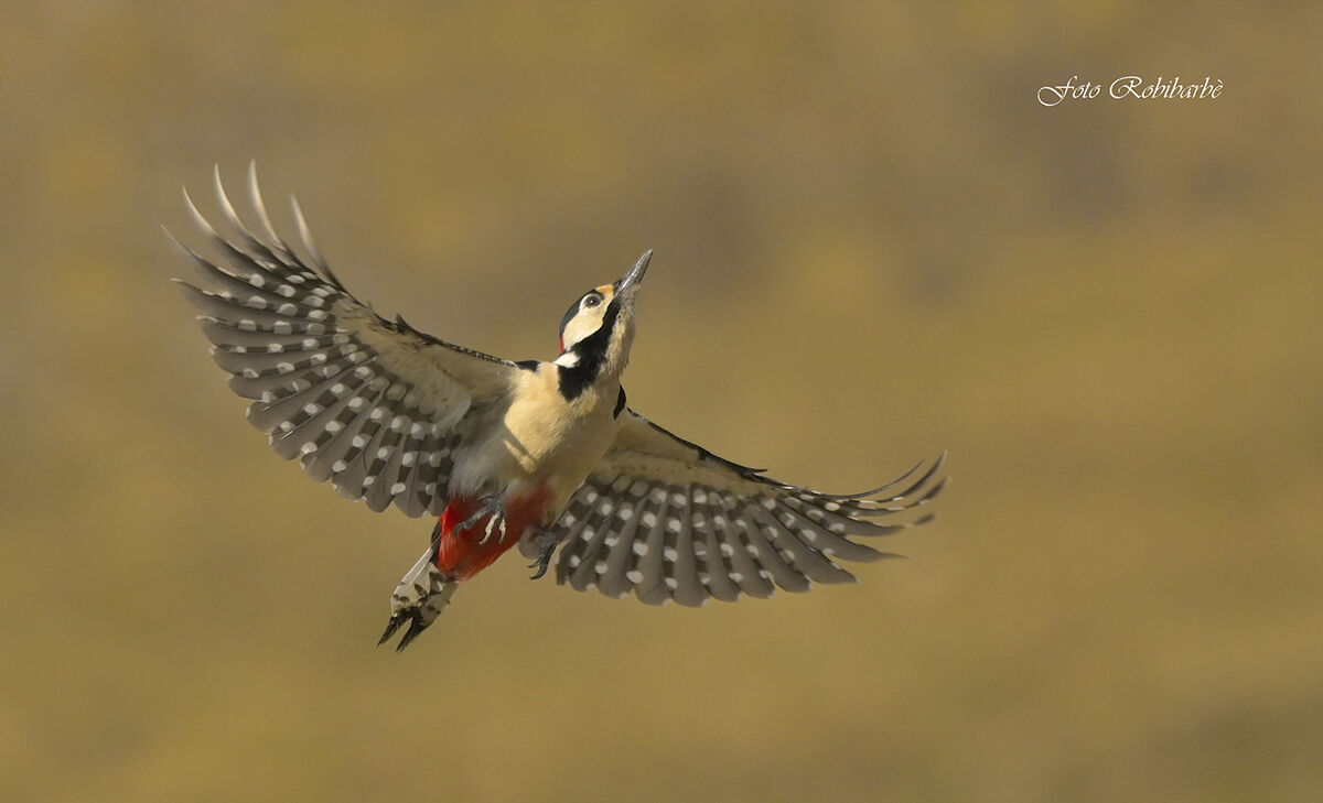 Al tramonto... a tutta apertura...