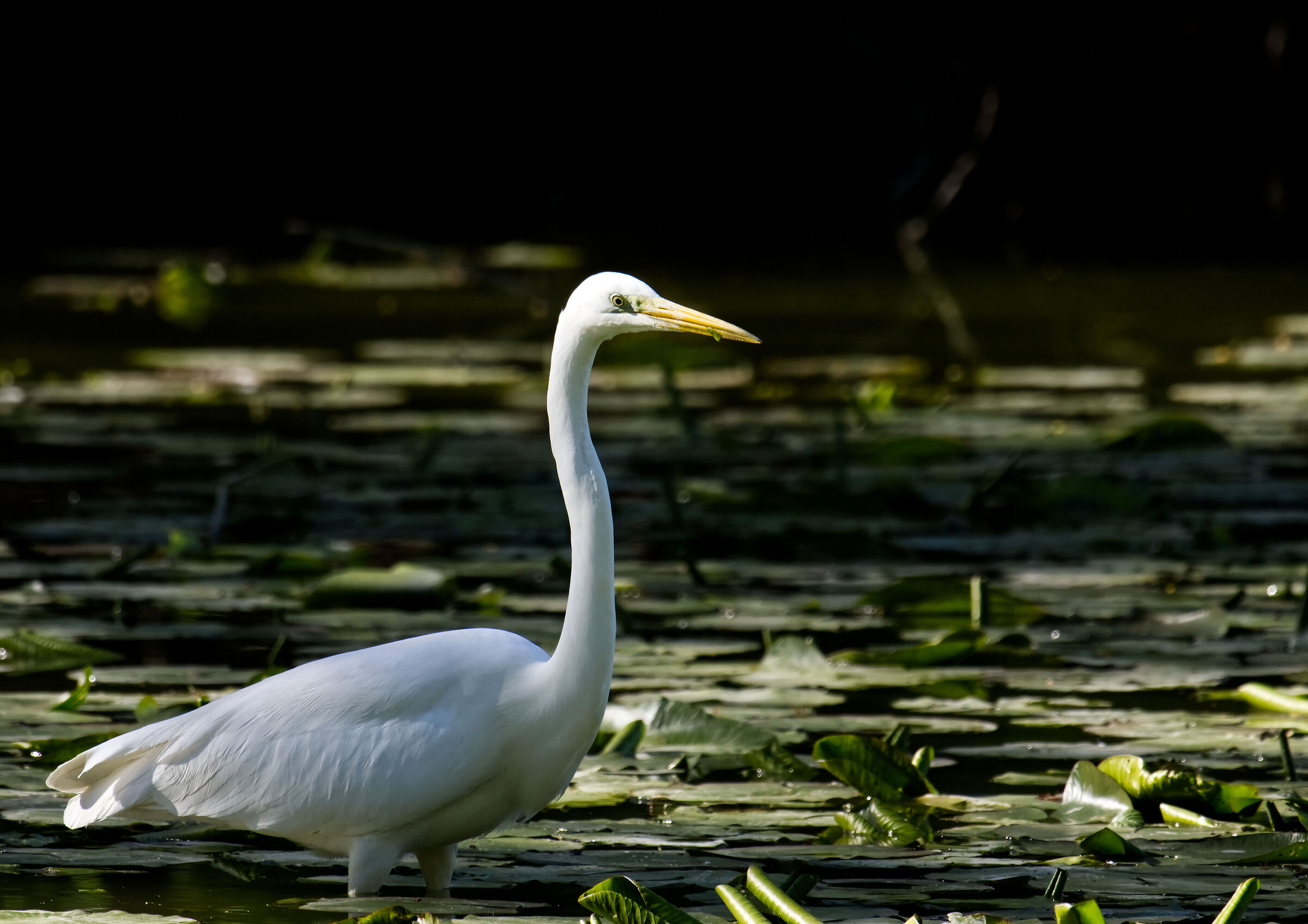 Heron