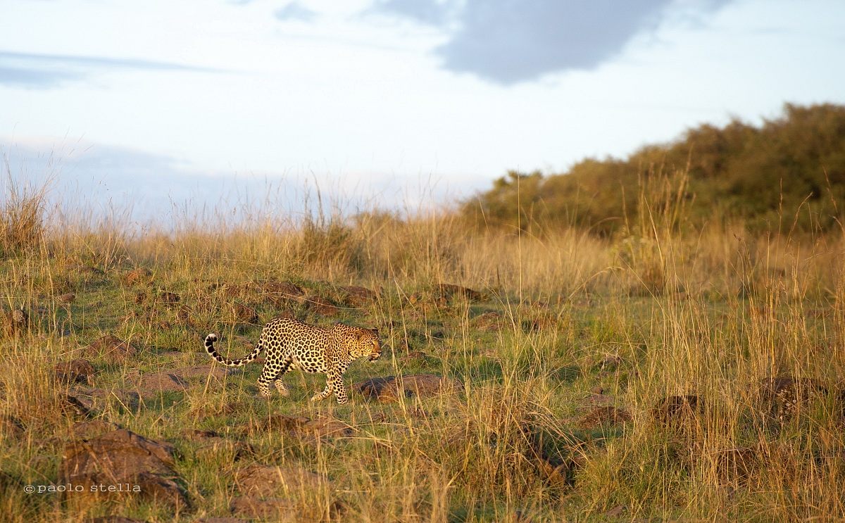 male leopard at the sunset