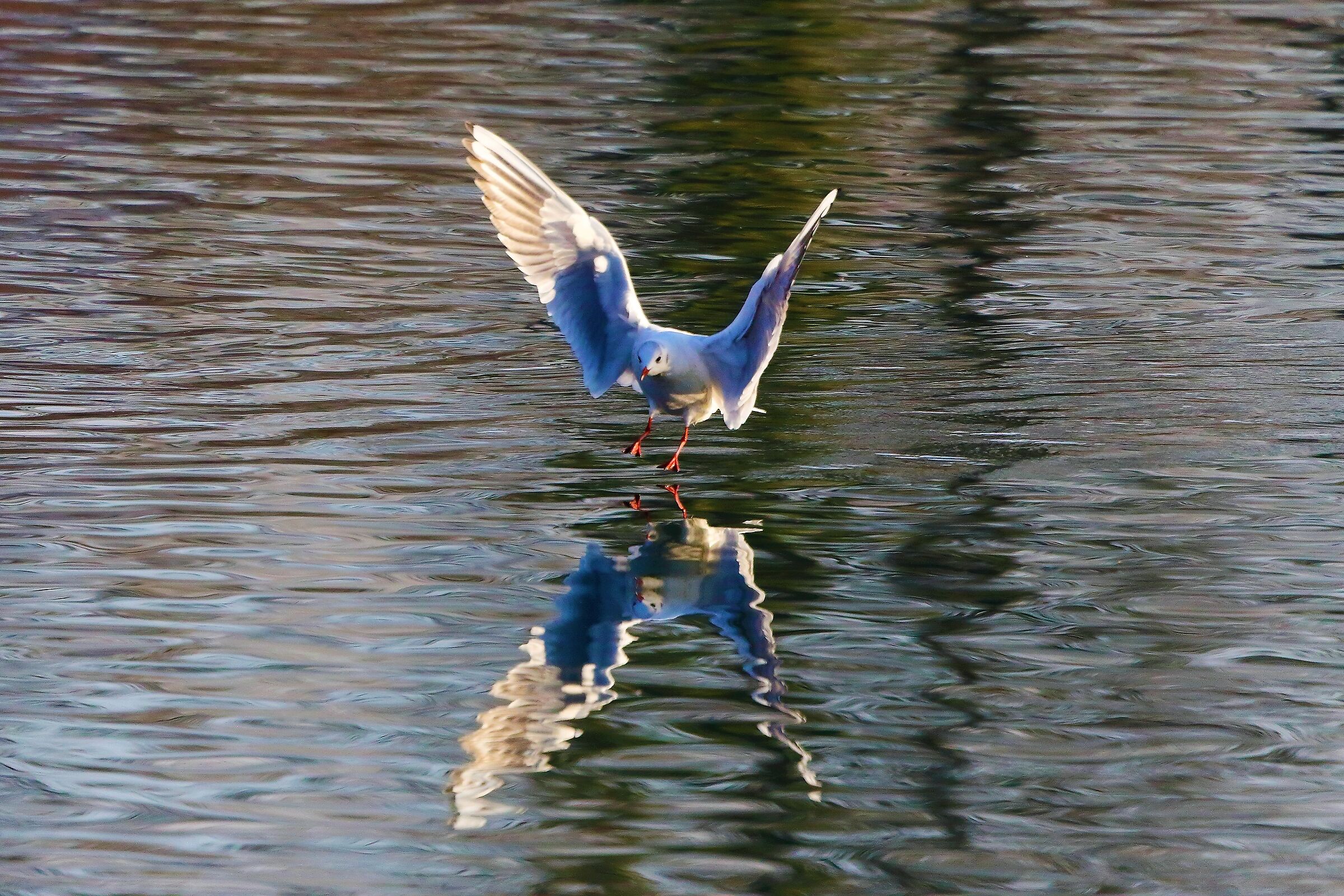 Gabbiano terrestre 31 gennaio 2023