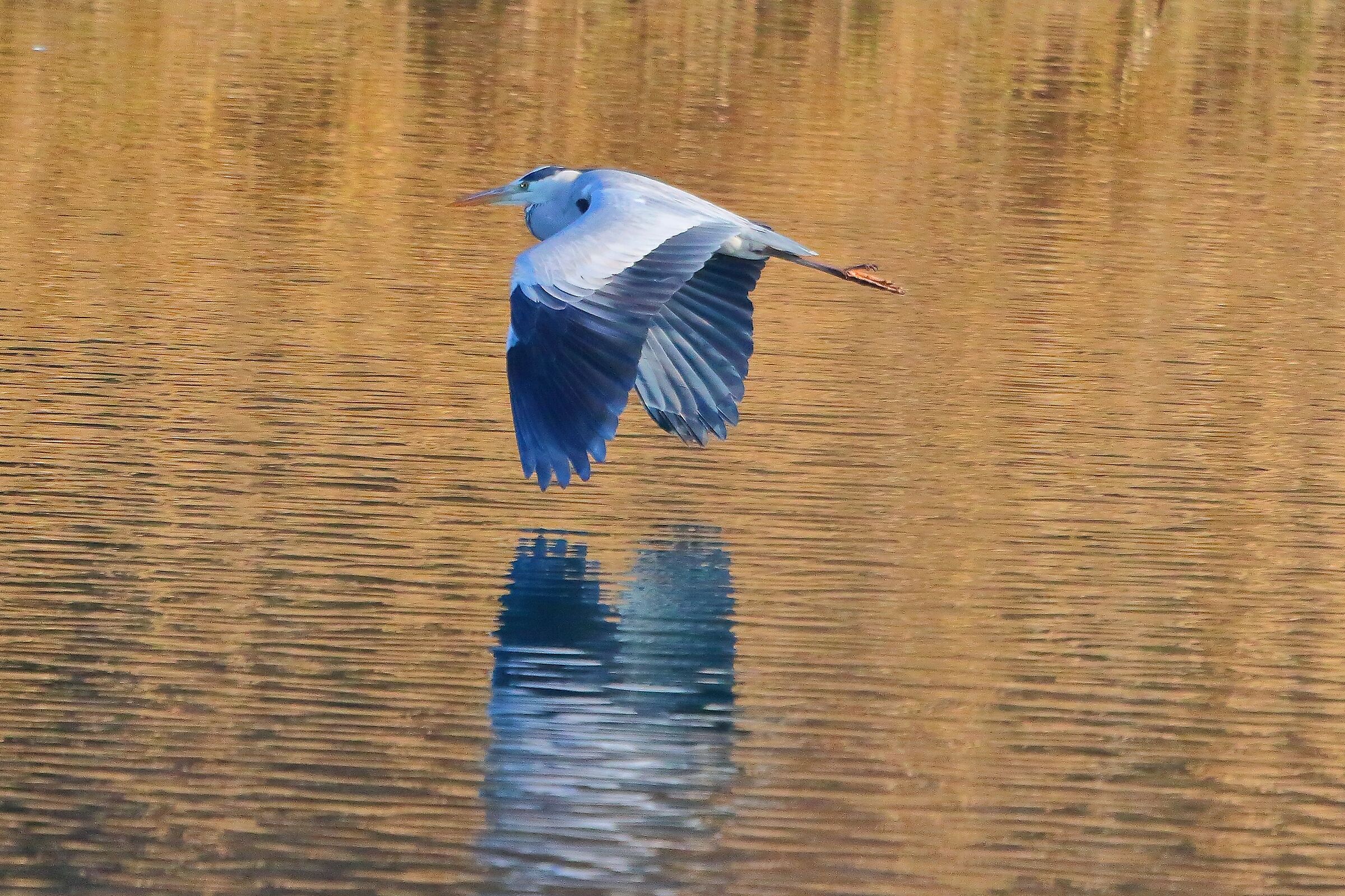 Cenerino 31 gennaio 2023