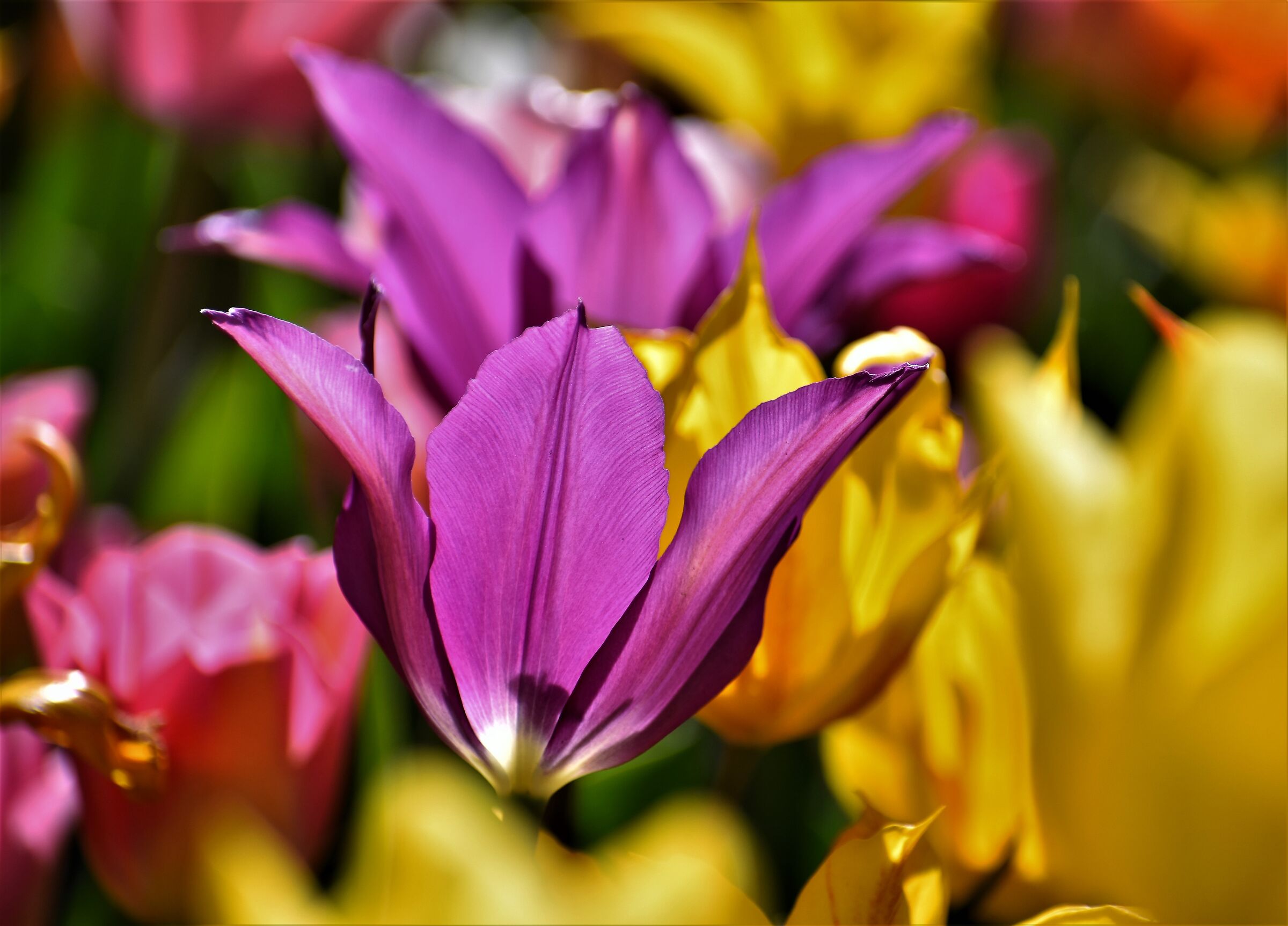 The magic of color Messer Tulipano Pralormo