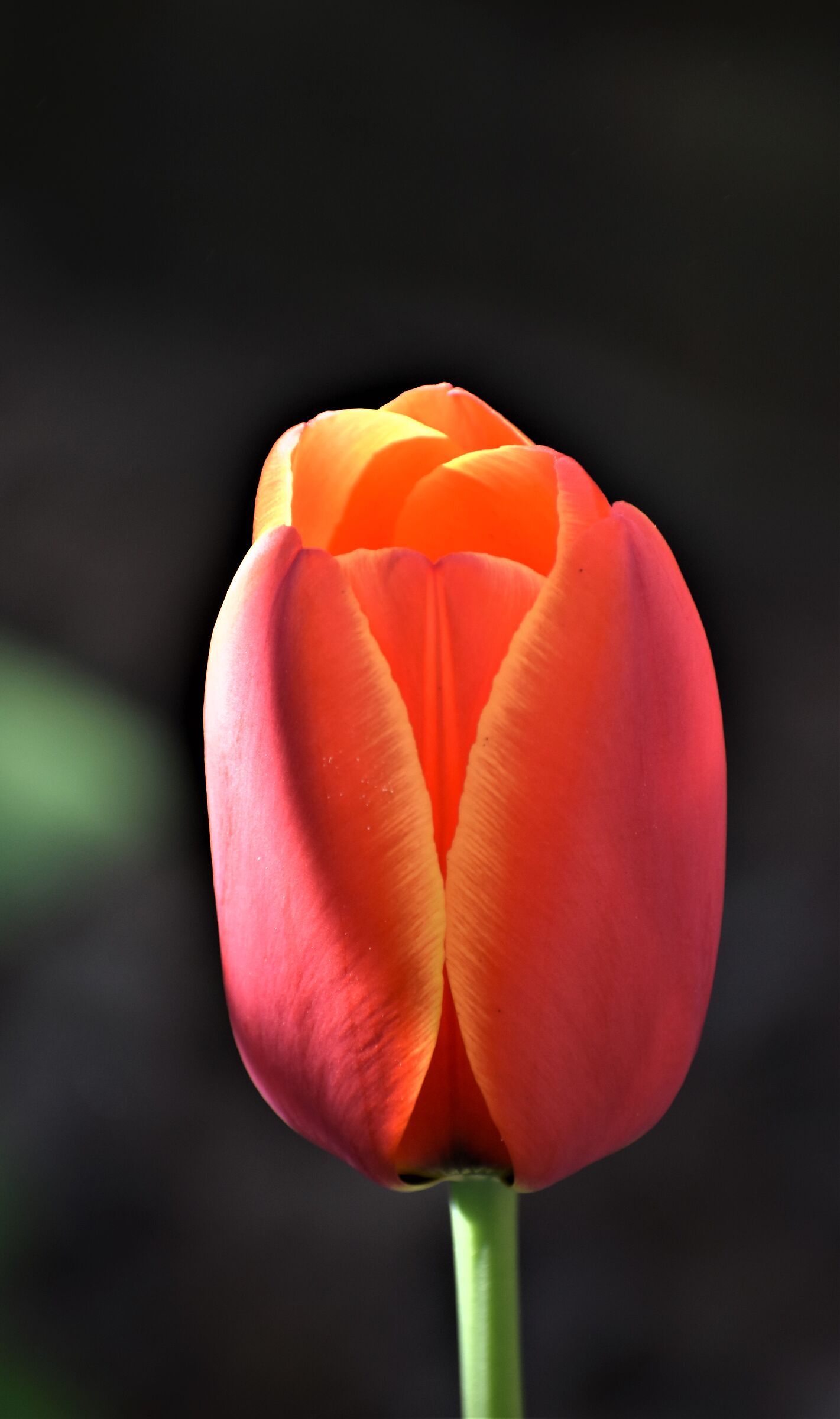 Simply tulip