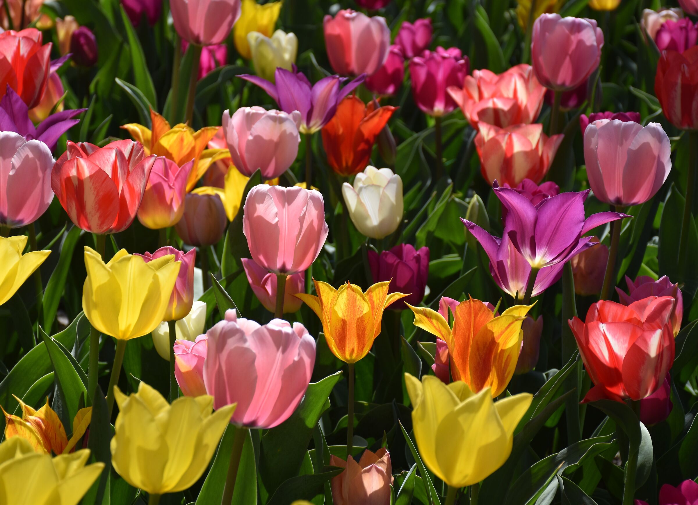 Esplosione di colore Messer Tulipano Pralorml