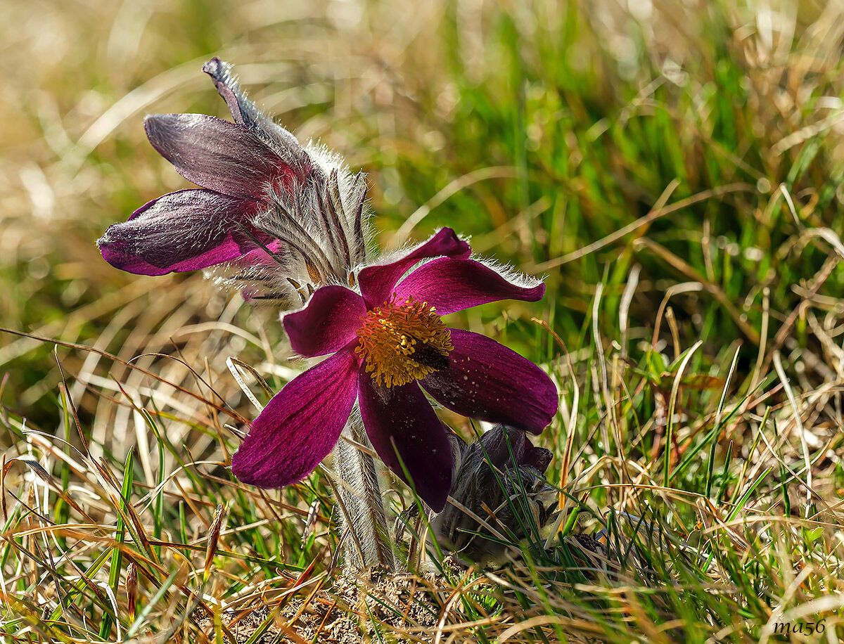 Pulsatilla montana