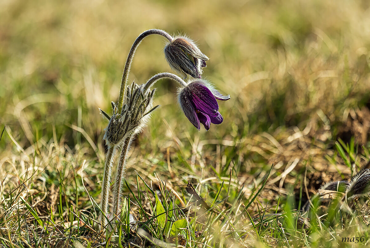 Pulsatilla montana