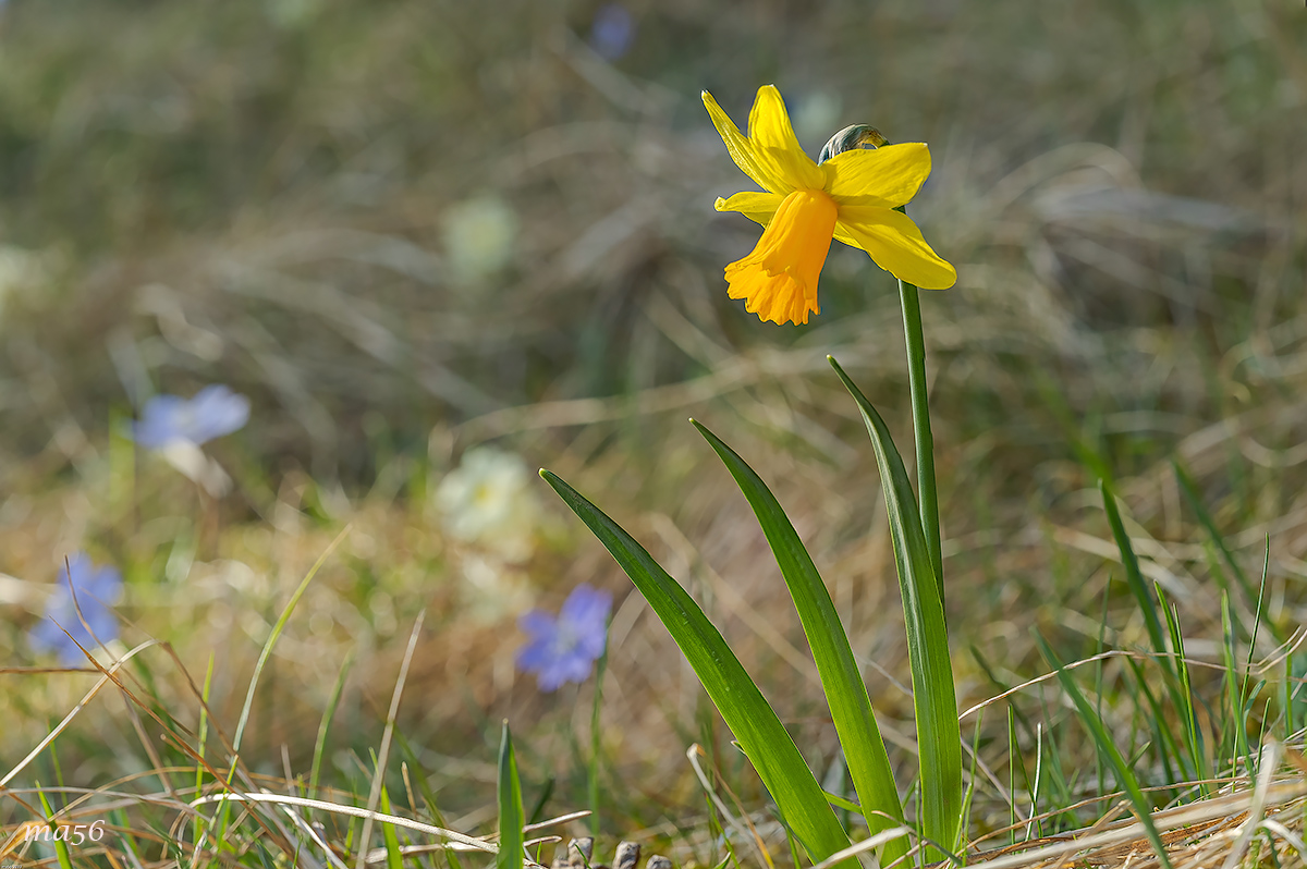 Narcissus