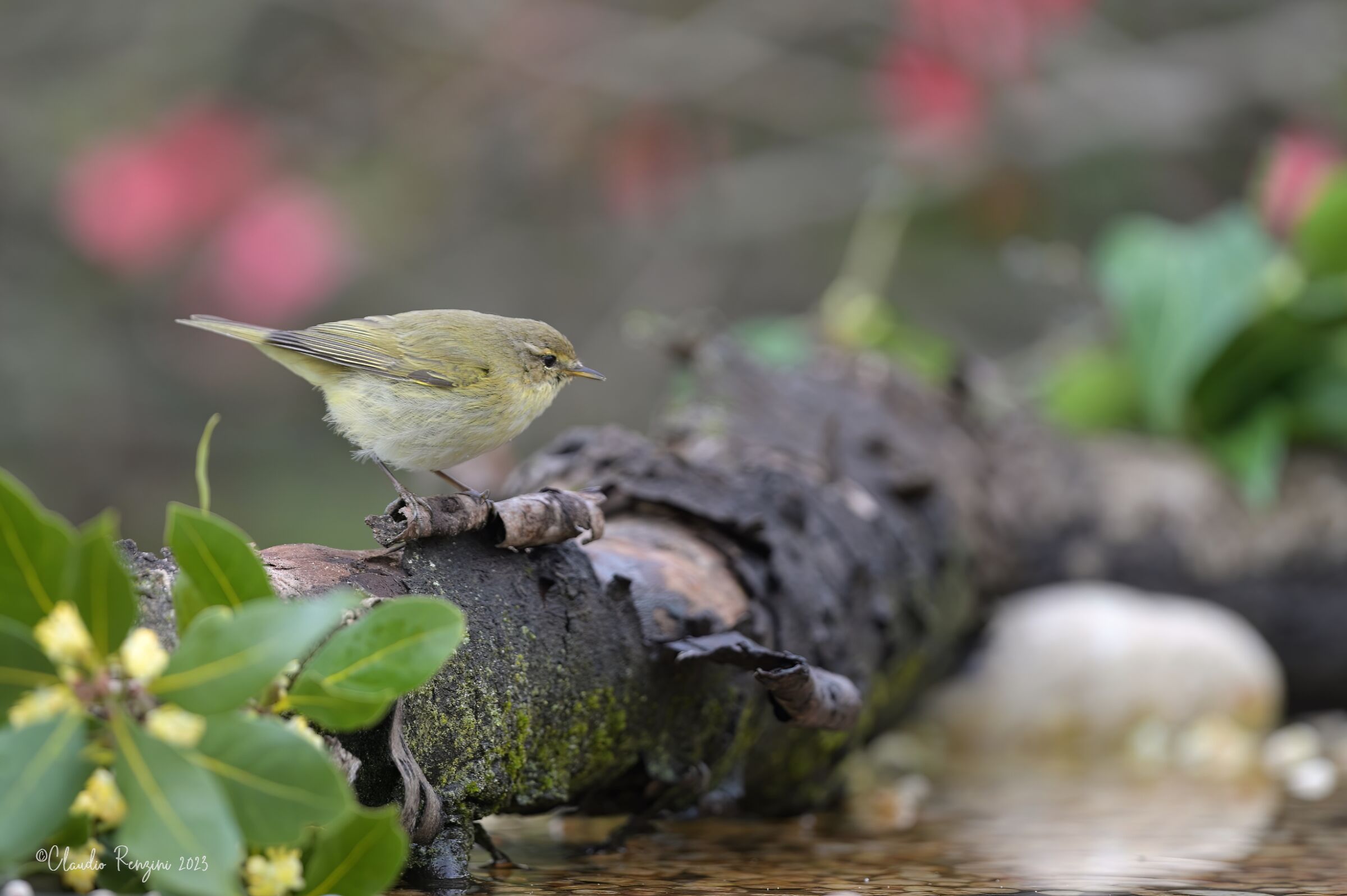 chiffchaff