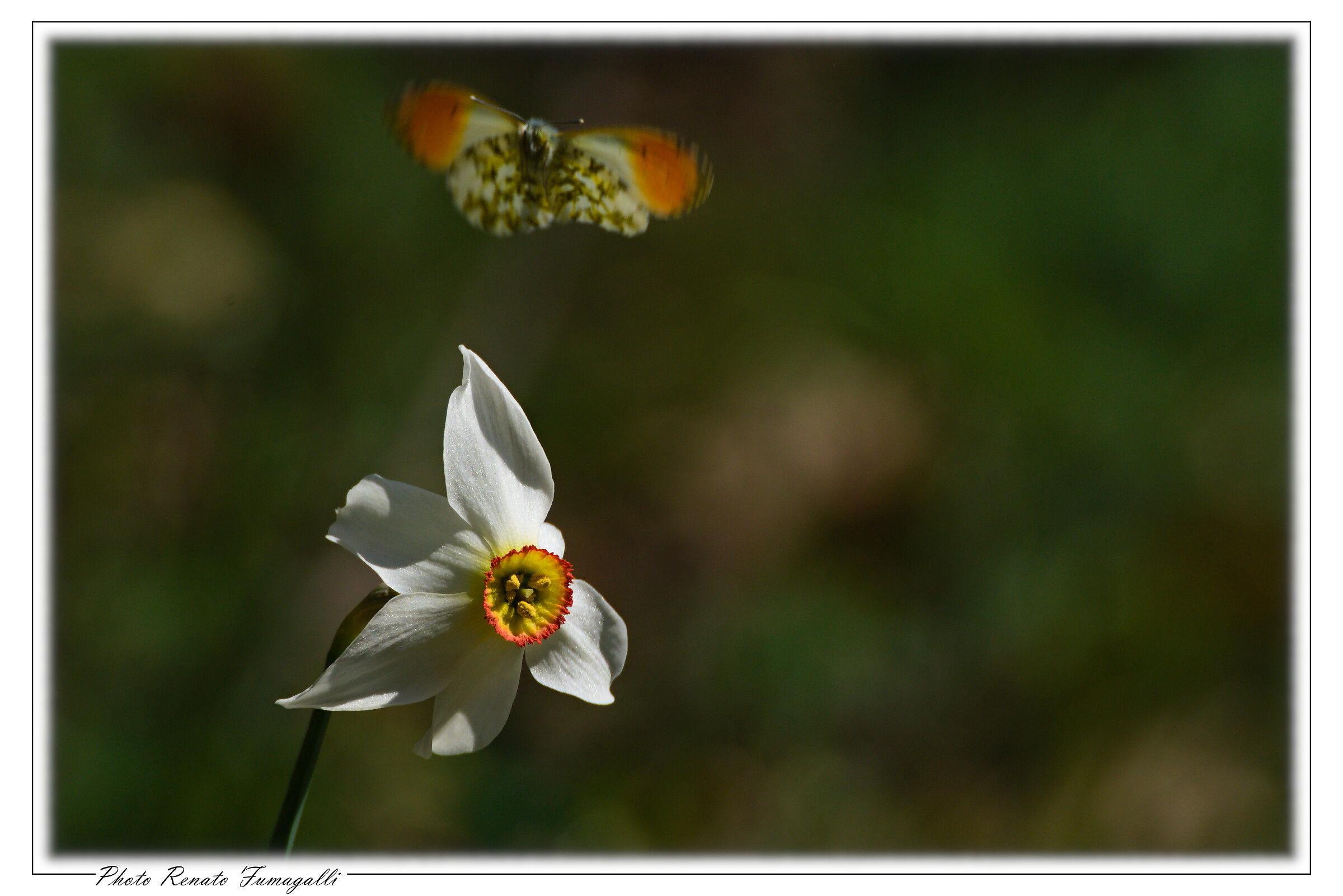 The narcissus and the butterfly