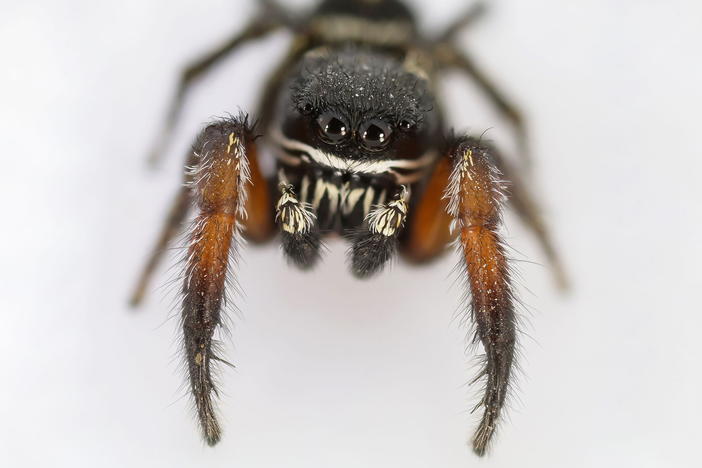 Male of Pellenes nigrociliatus