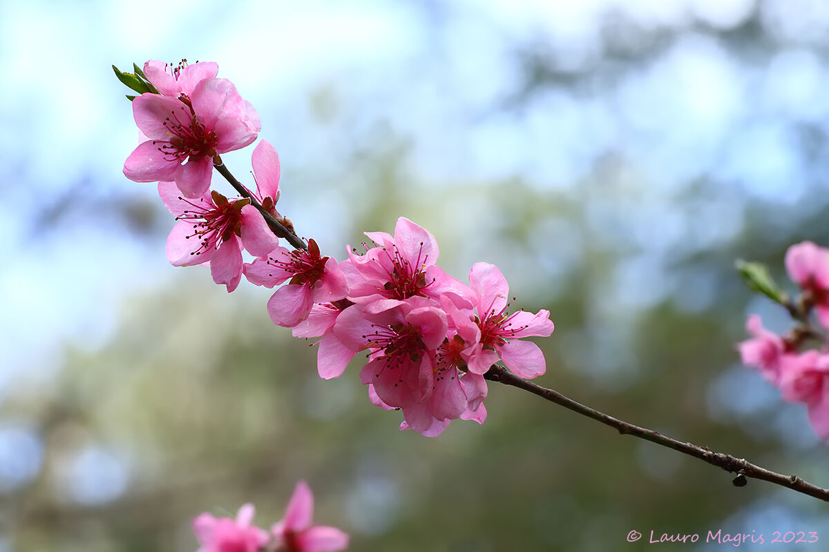 Peach blossoms