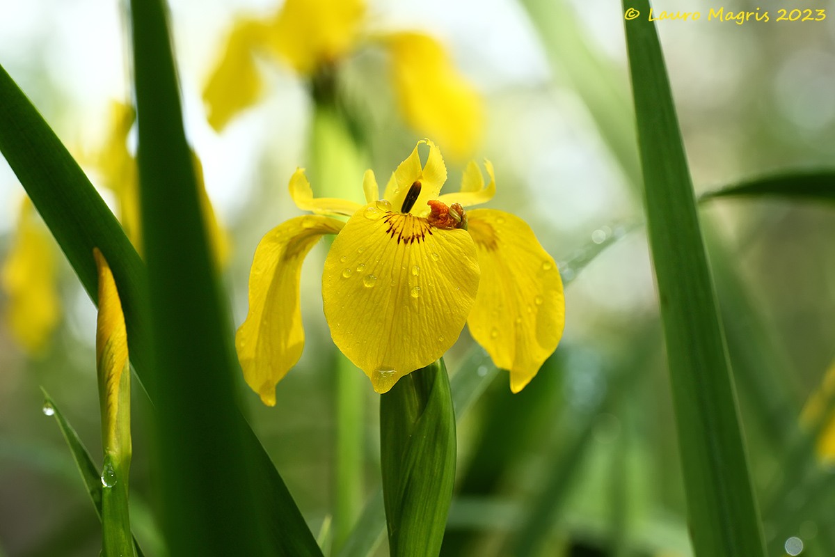 Iris
