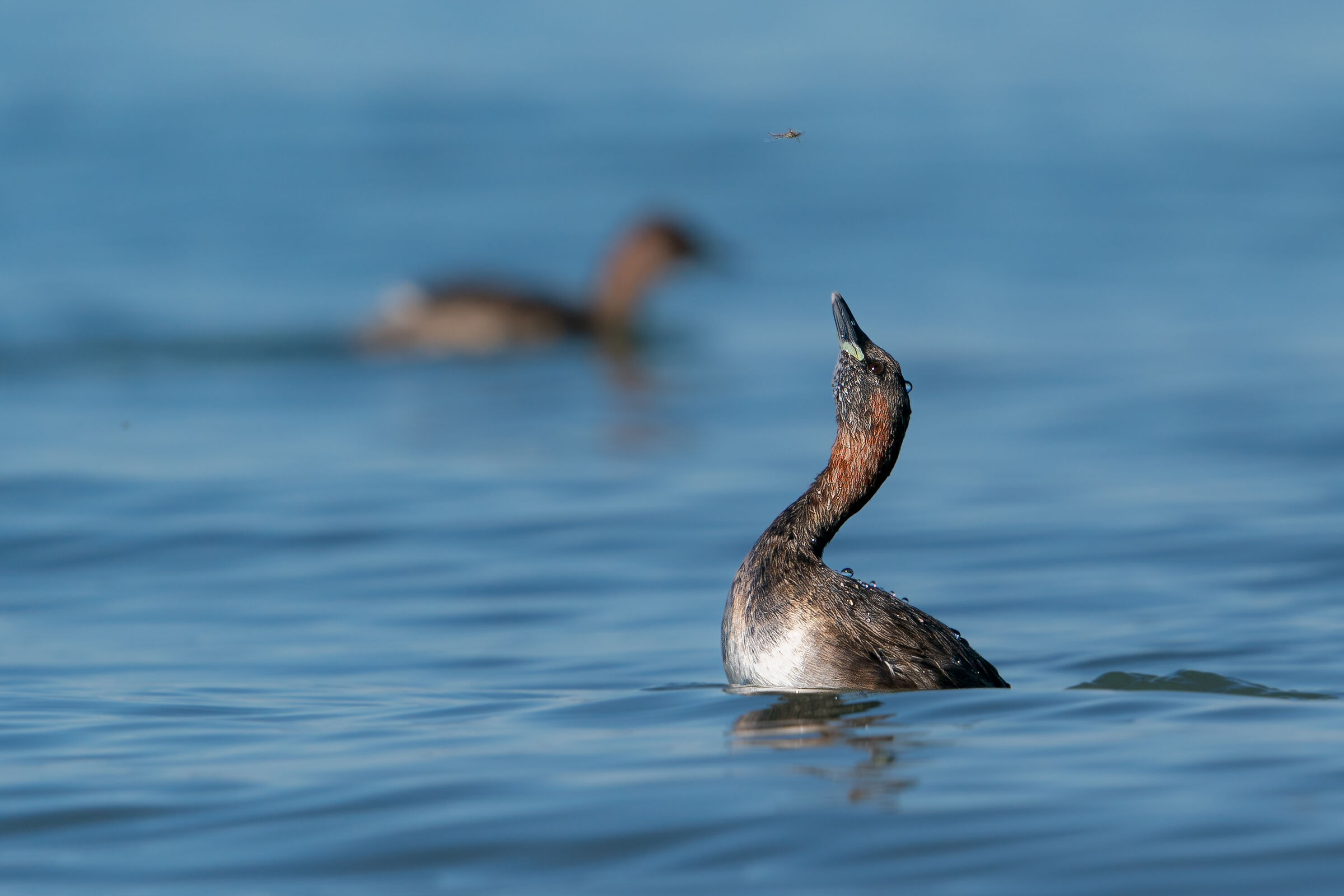 Black-necked grebe