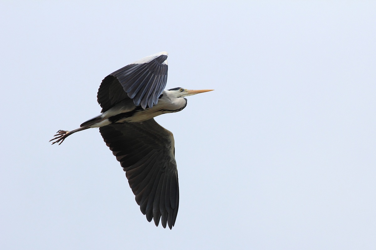 Grey Heron