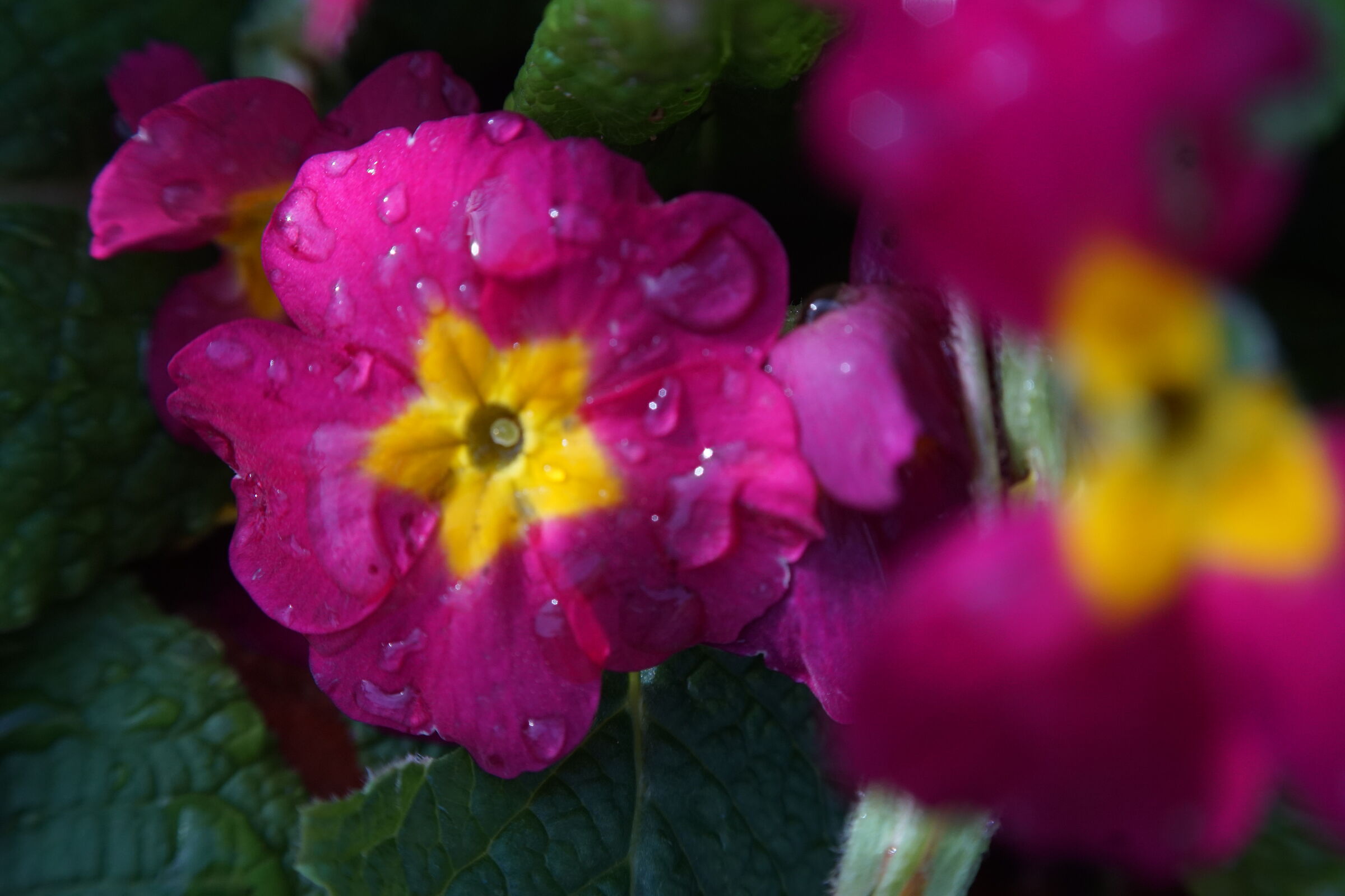 macro with Konika lens