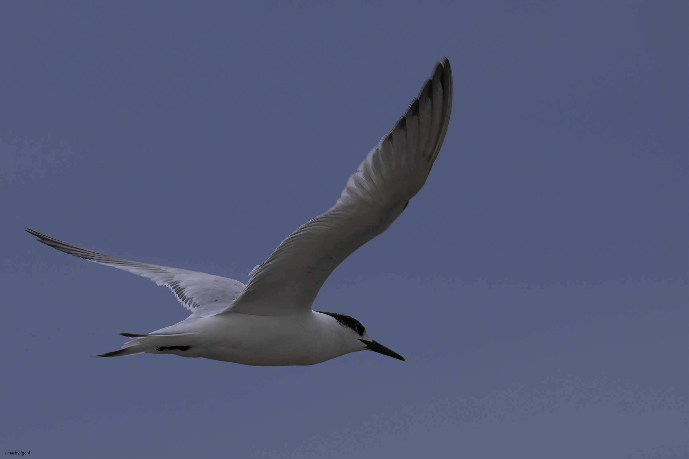 Gull-billed tern