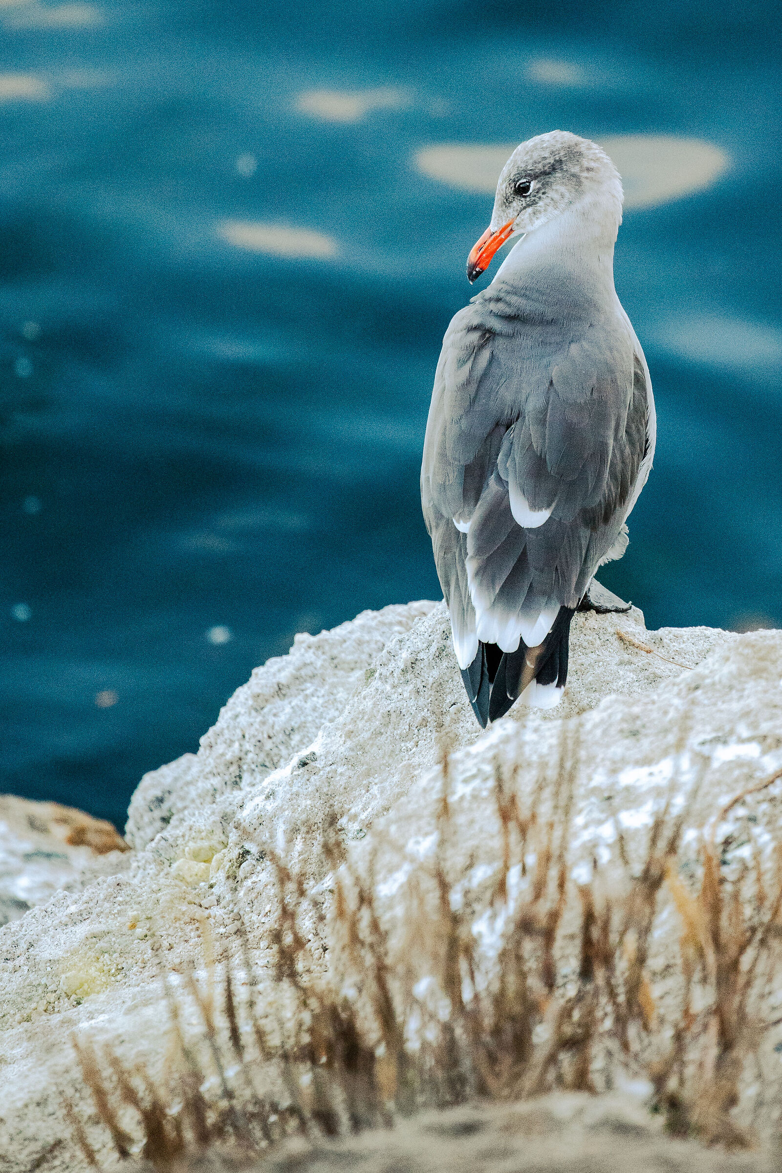 Abitanti di Monterey