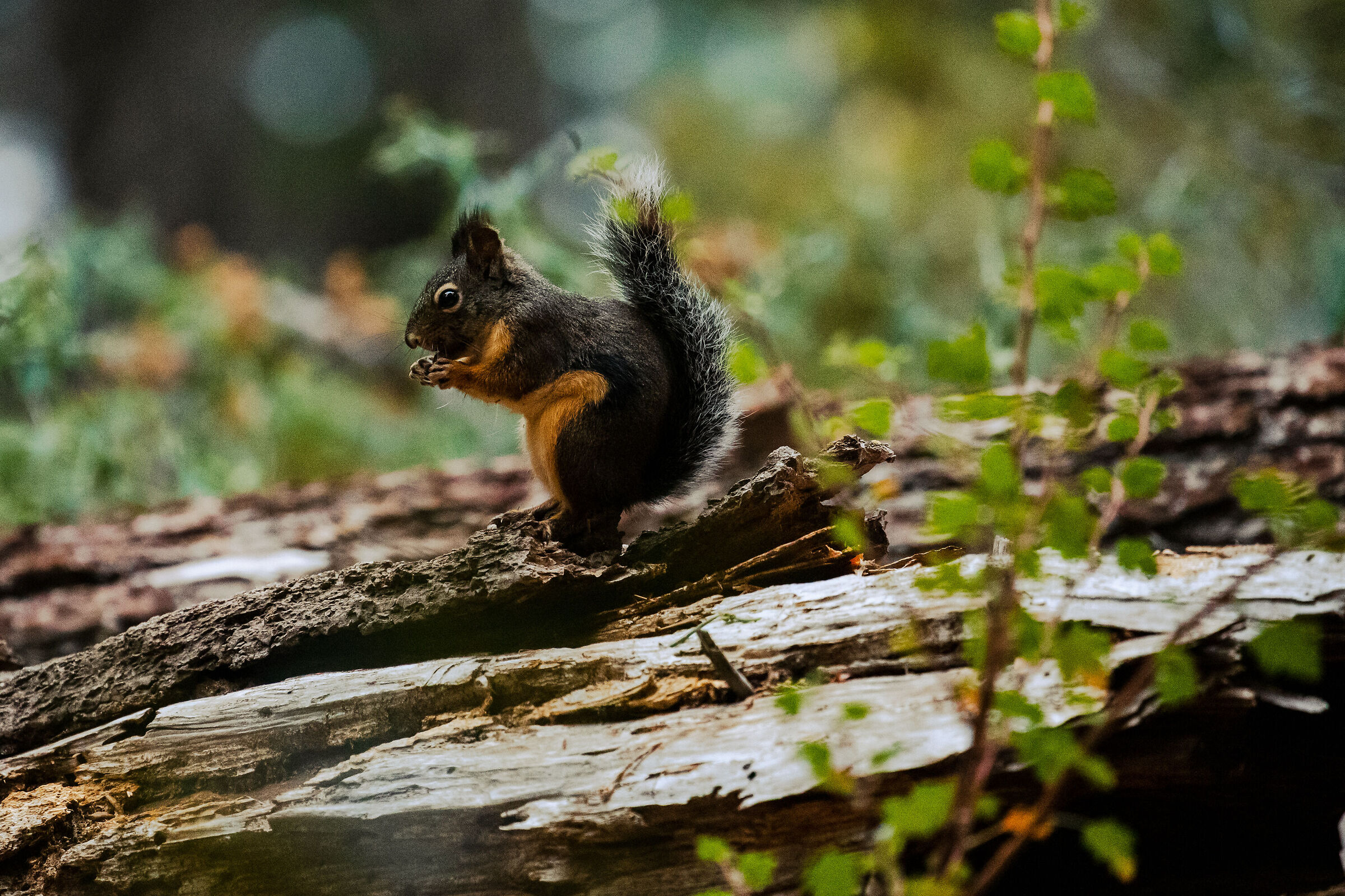 Squirrel at Sequoia National Park
