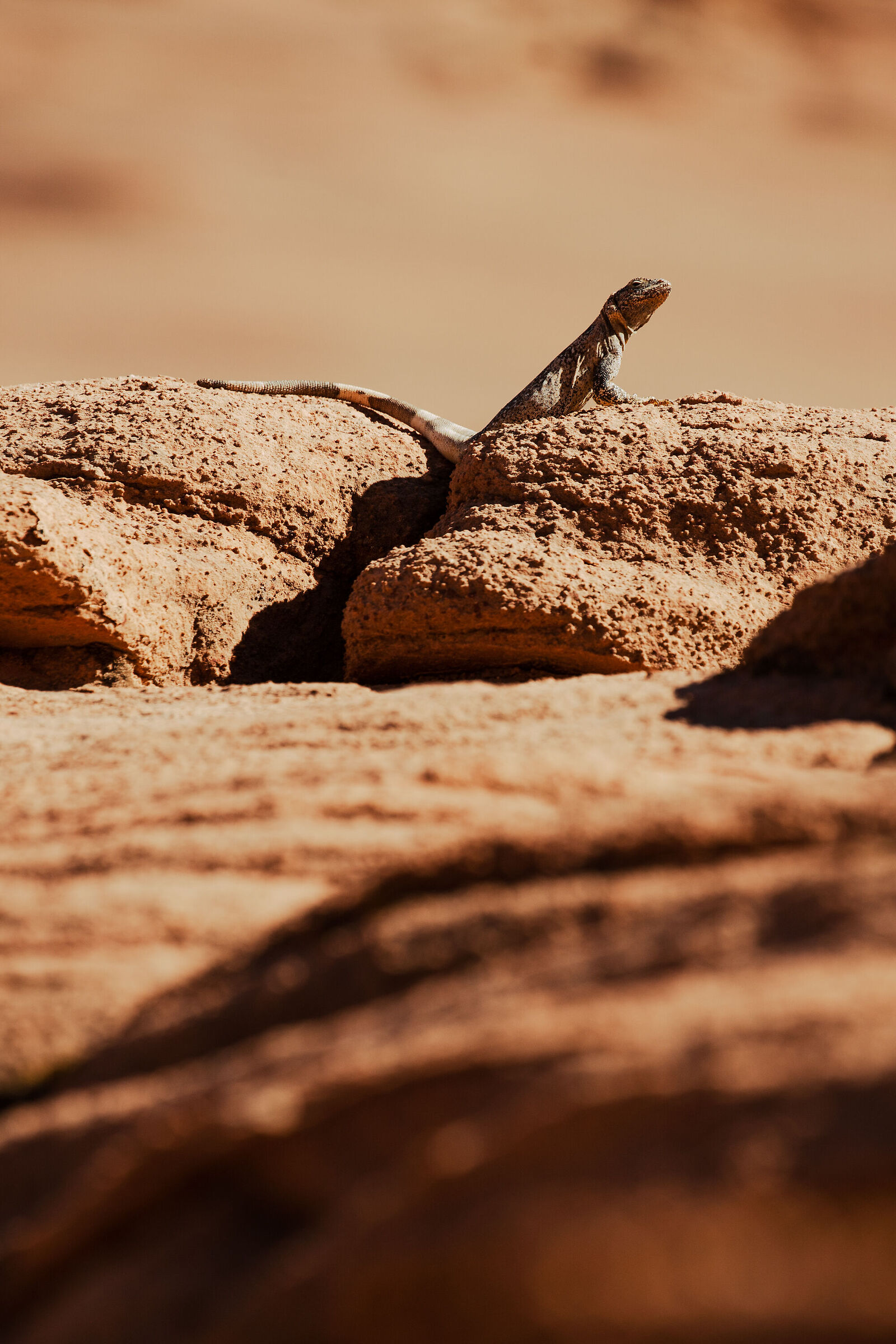 Lucertola del Deserto