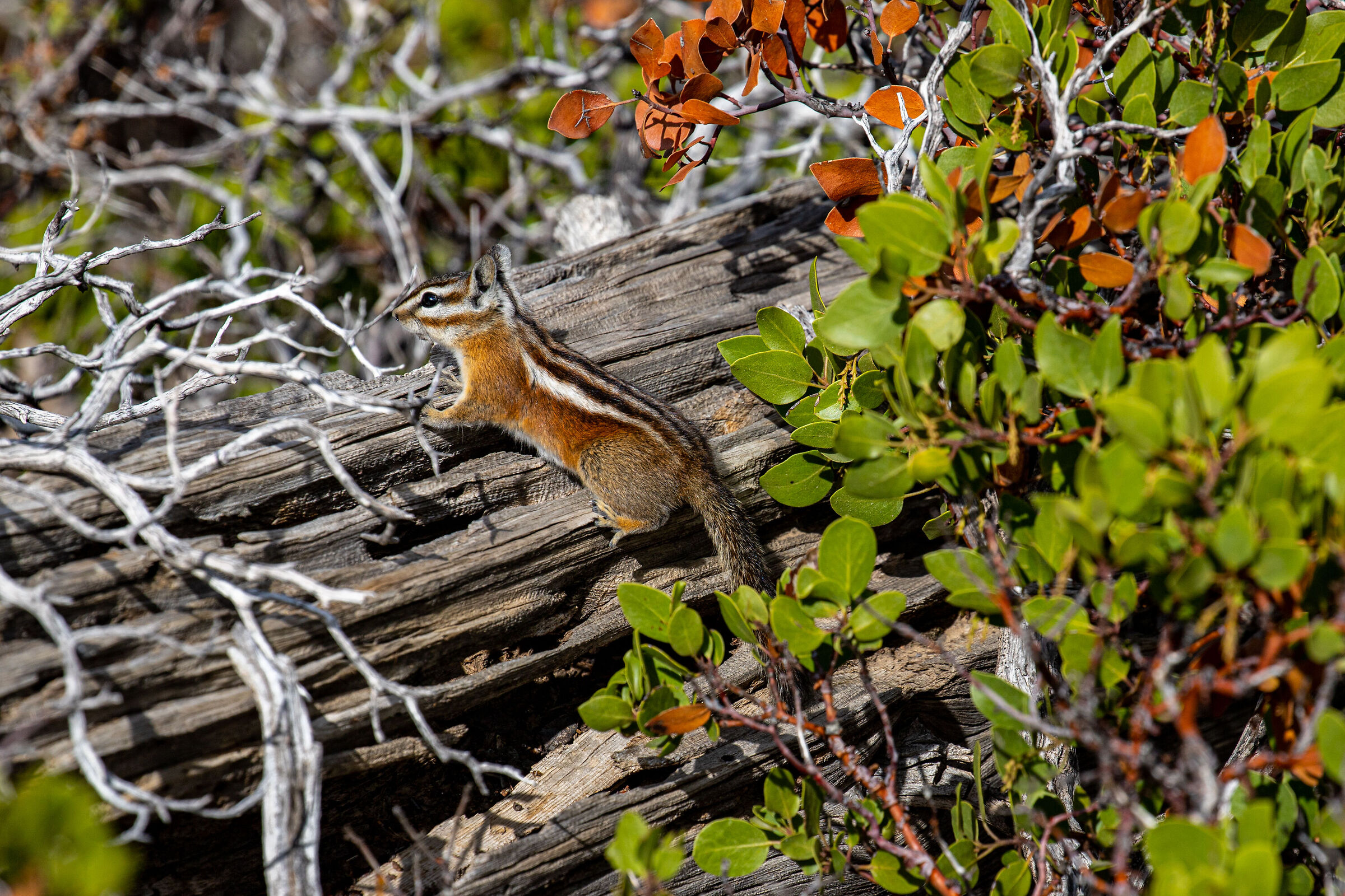 Abitanti del Brice Canyon
