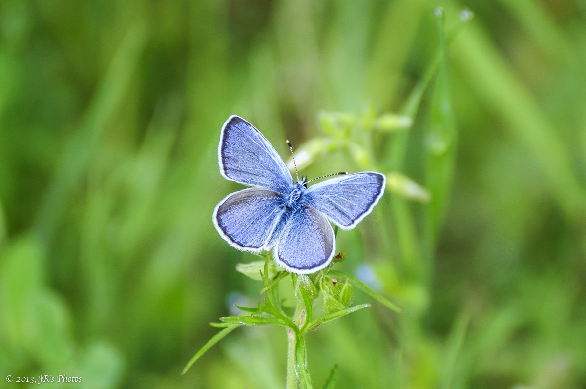 Polyommatus icarus