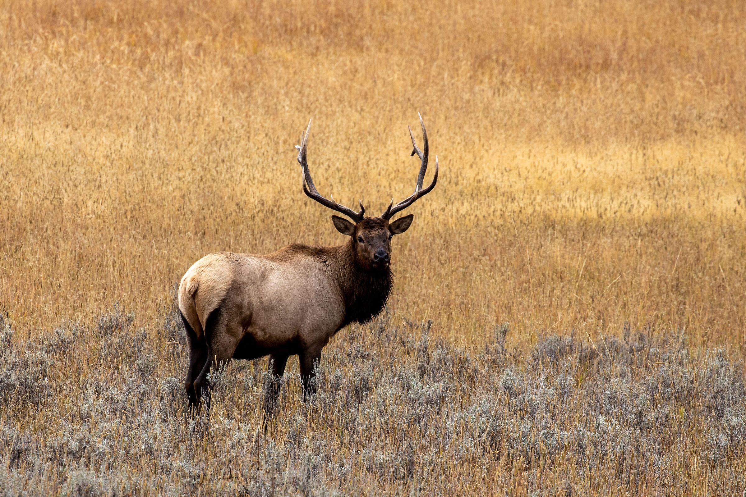 Yellowstone Elk