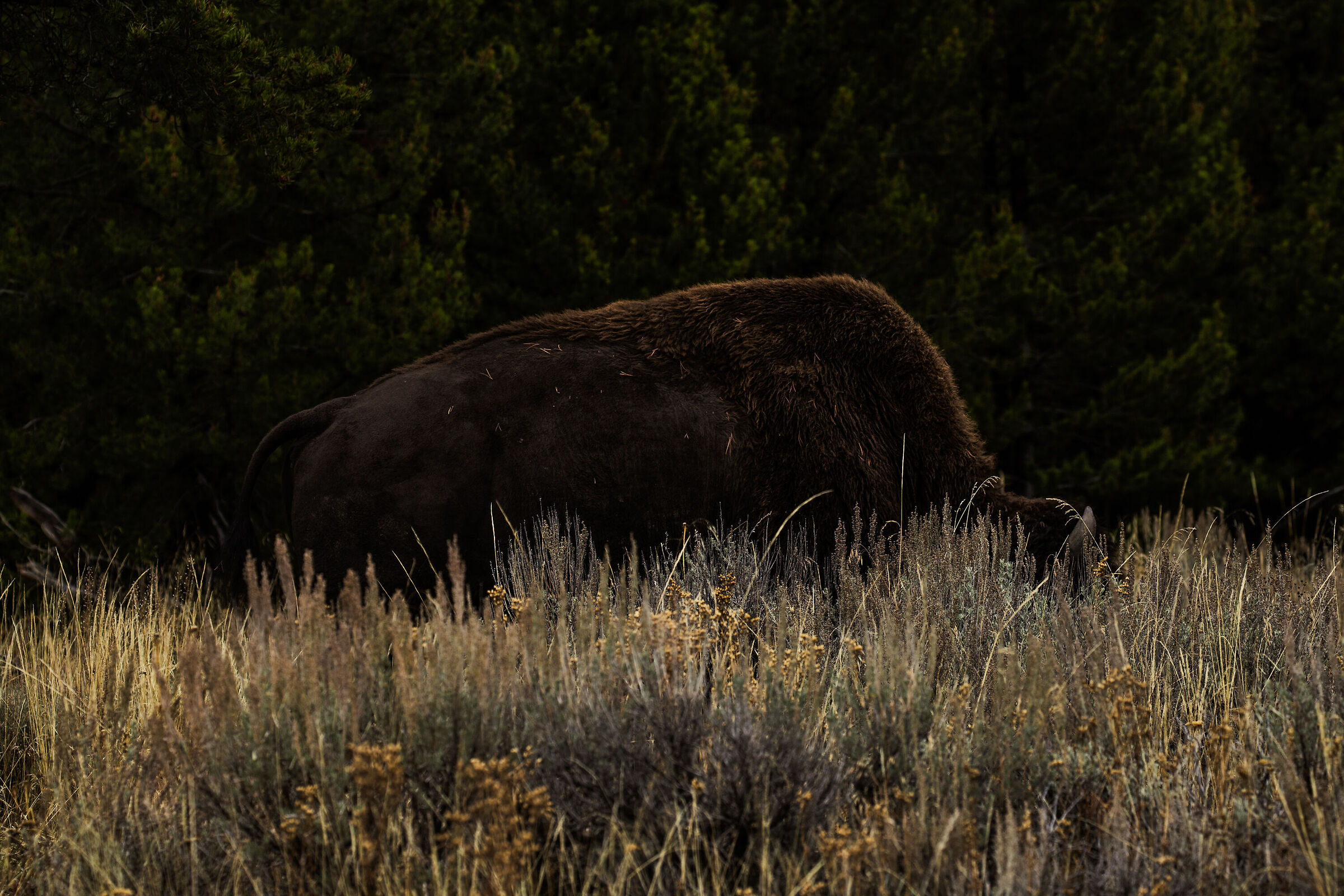 Yellowstone Bison