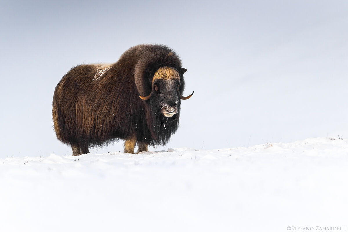 Musk ox