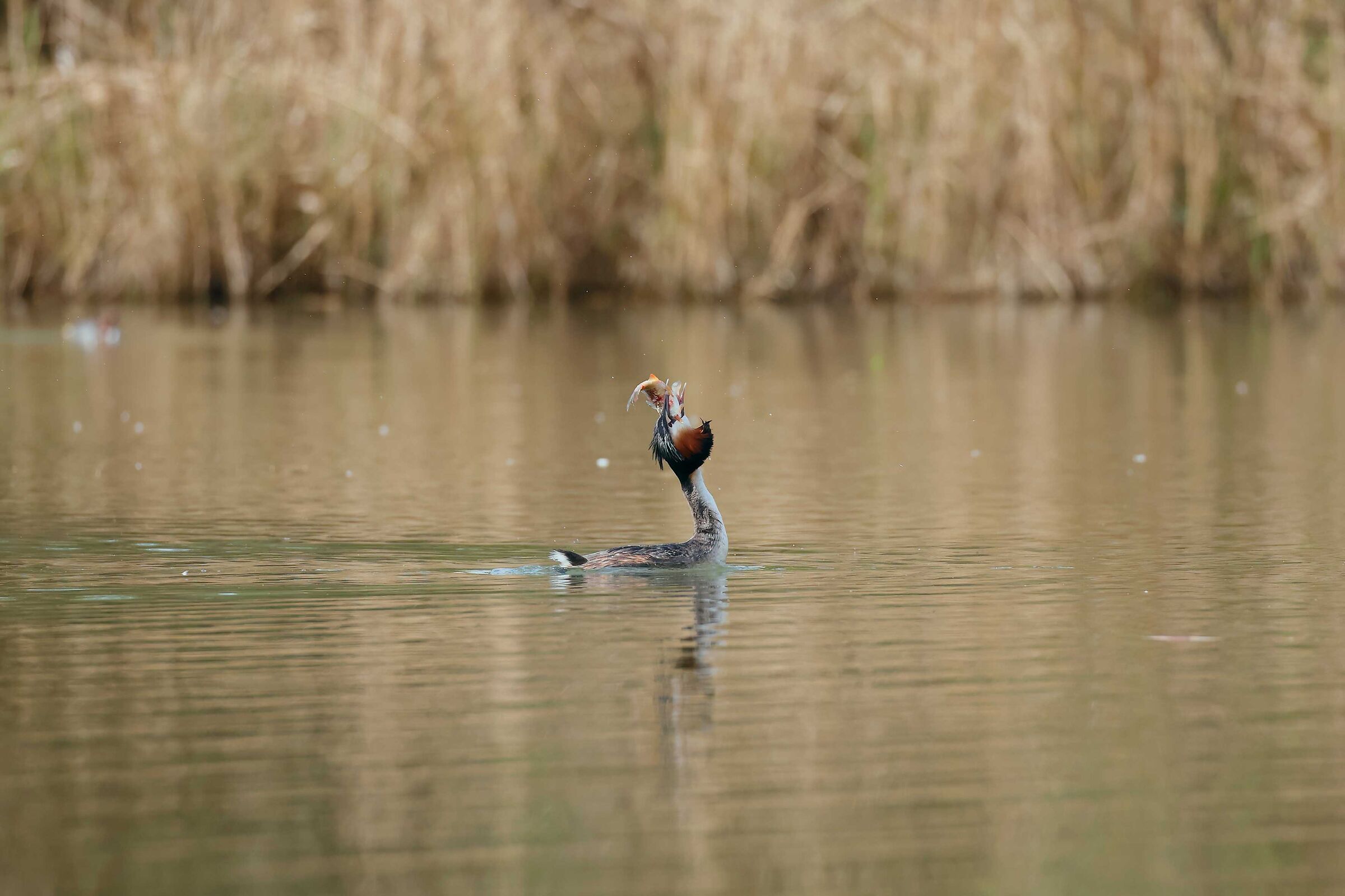 Breakfast-Great Grebe-