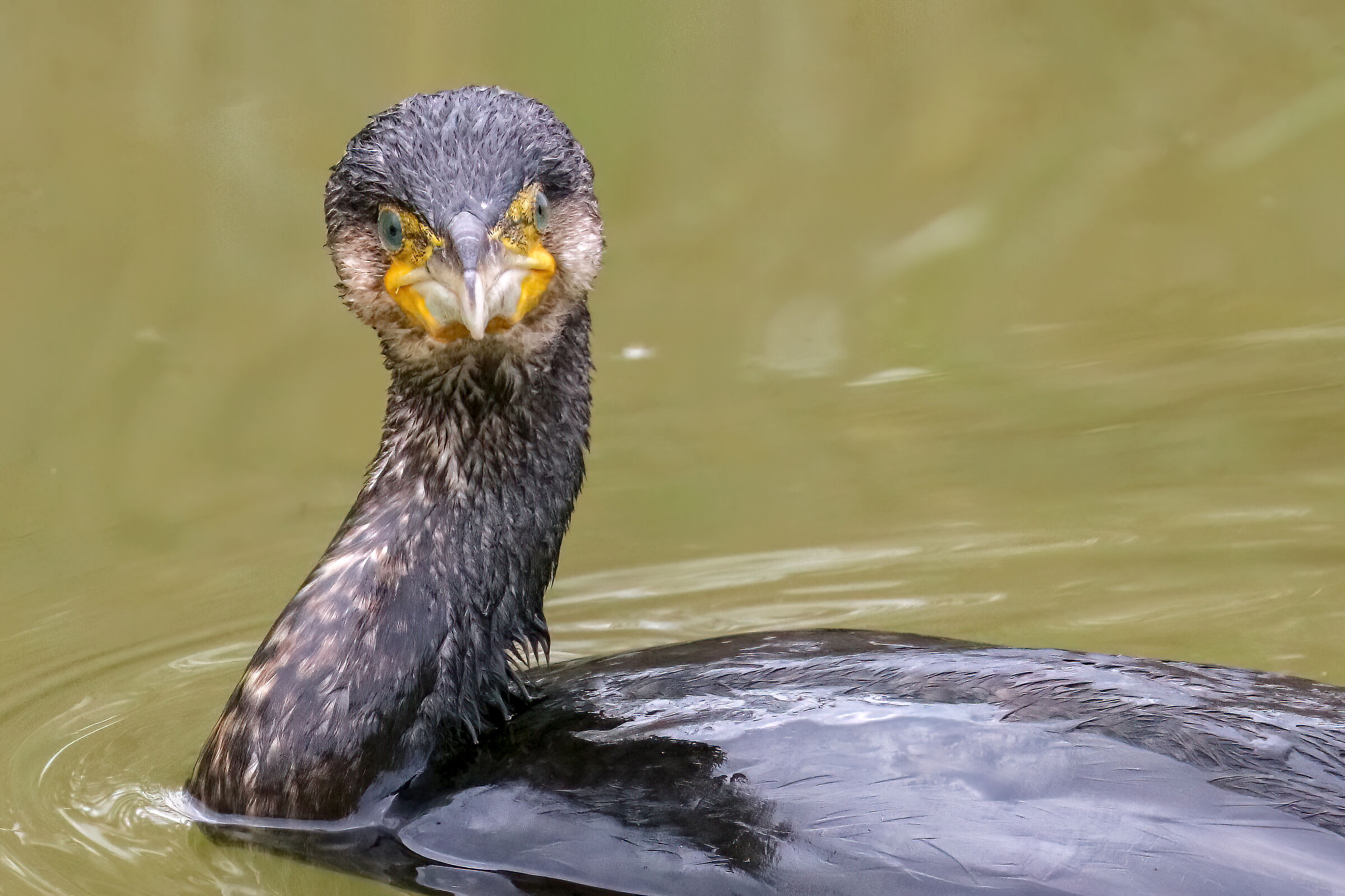 Cormorant
